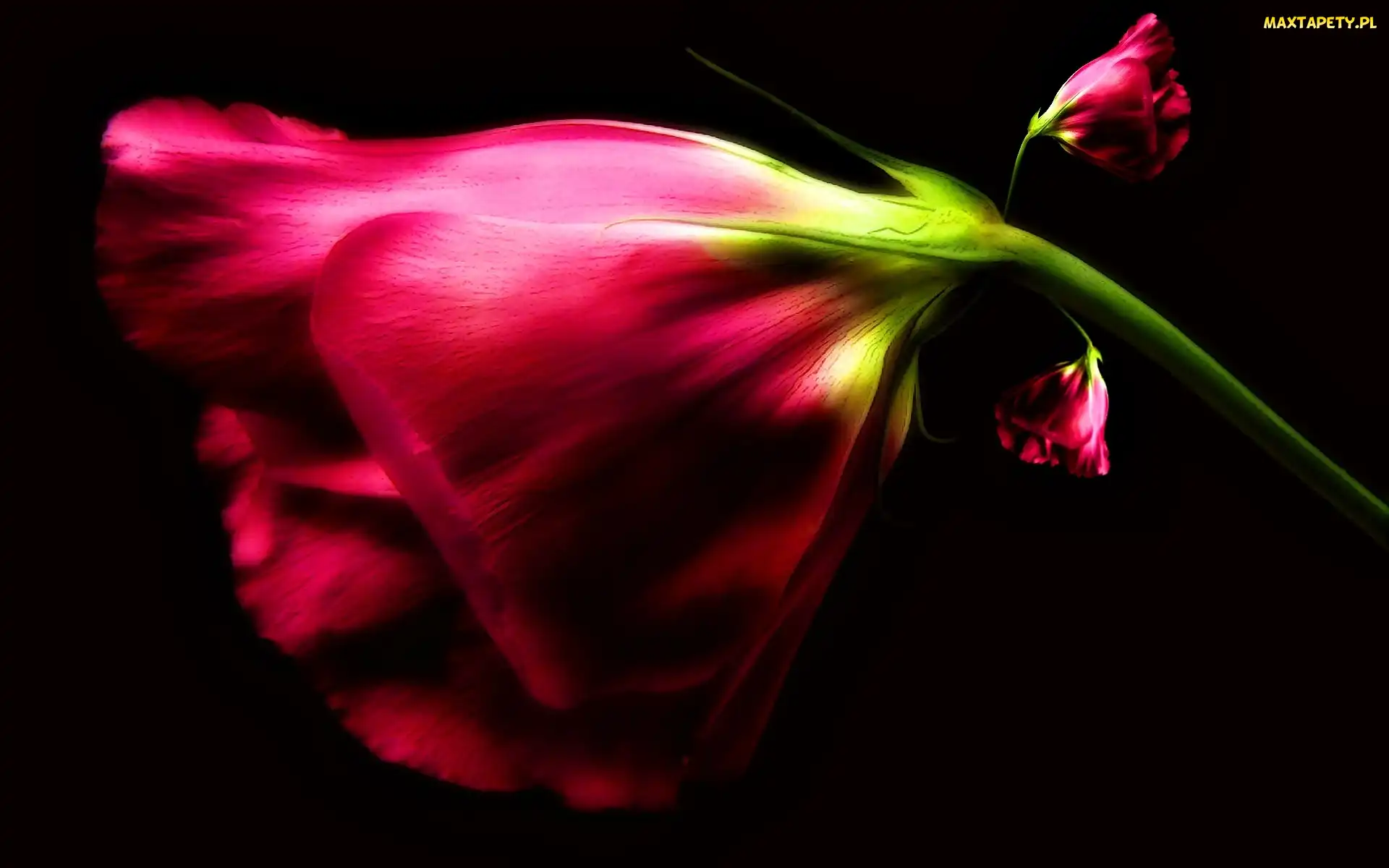 Eustoma, Rozmycie