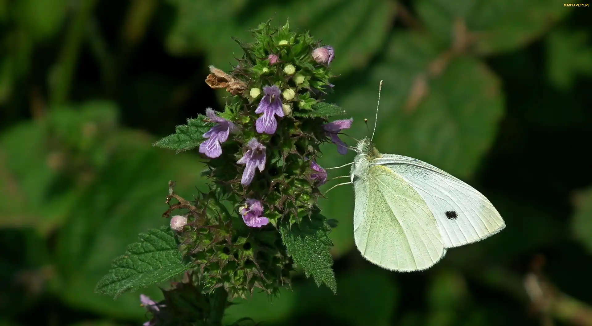 Bielinek, Pokrzywa, Jasnota, Kwiat, Motyl