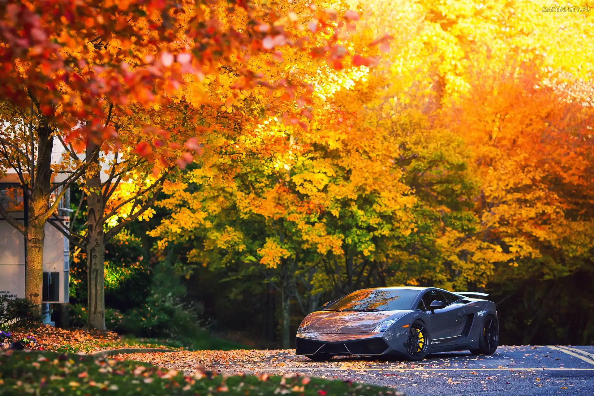 Gallardo, Lamborghini , Drzewa, Jesień, Droga, Samochód