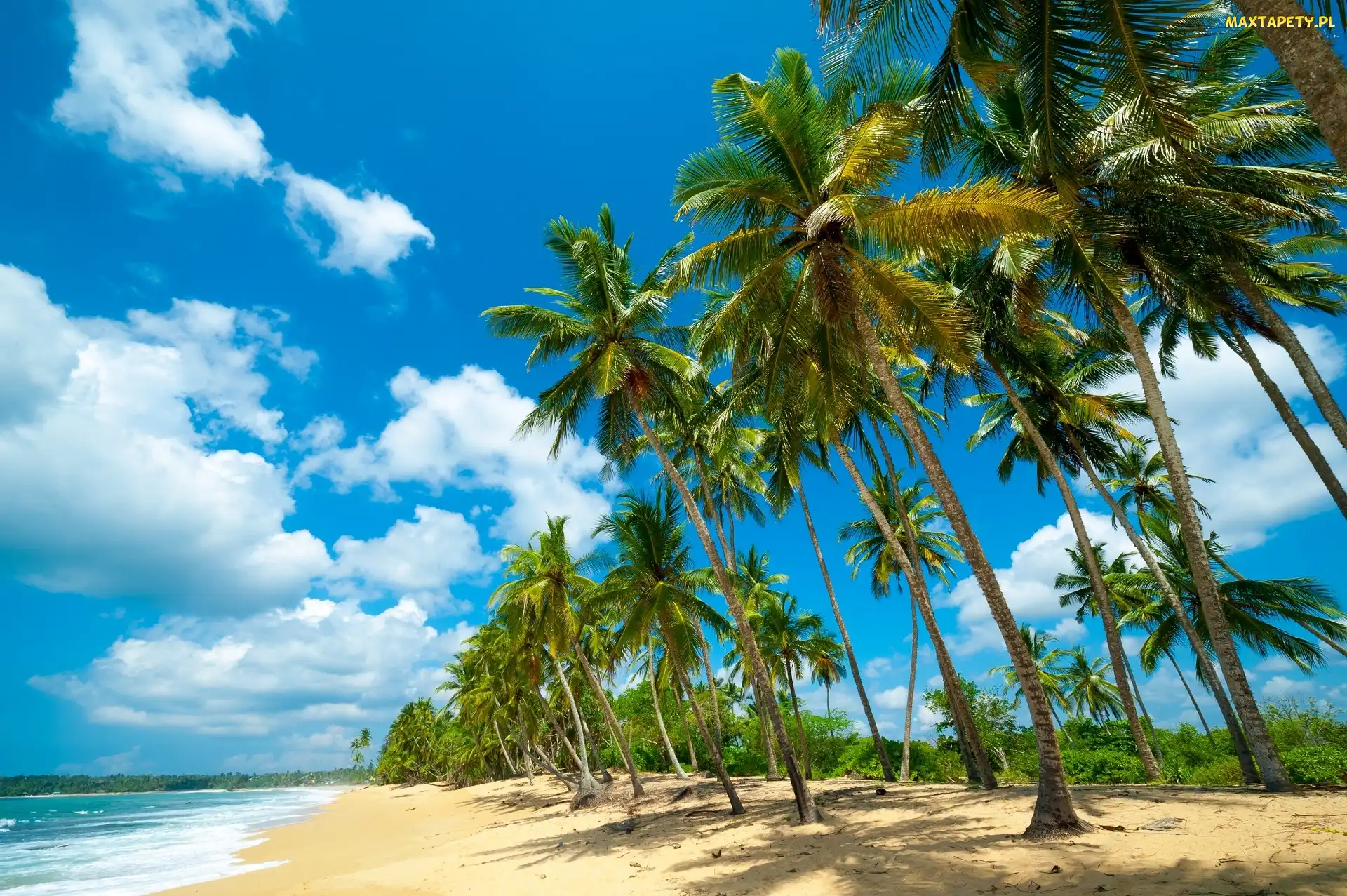 Palmy, Ocean, Plaża