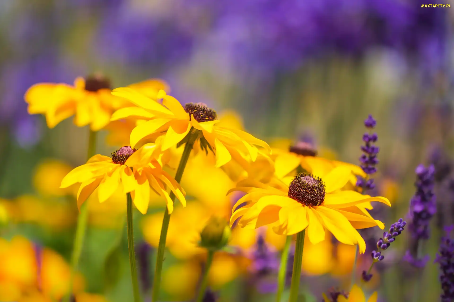 Rudbekia, Zbliżenie, Kwiaty