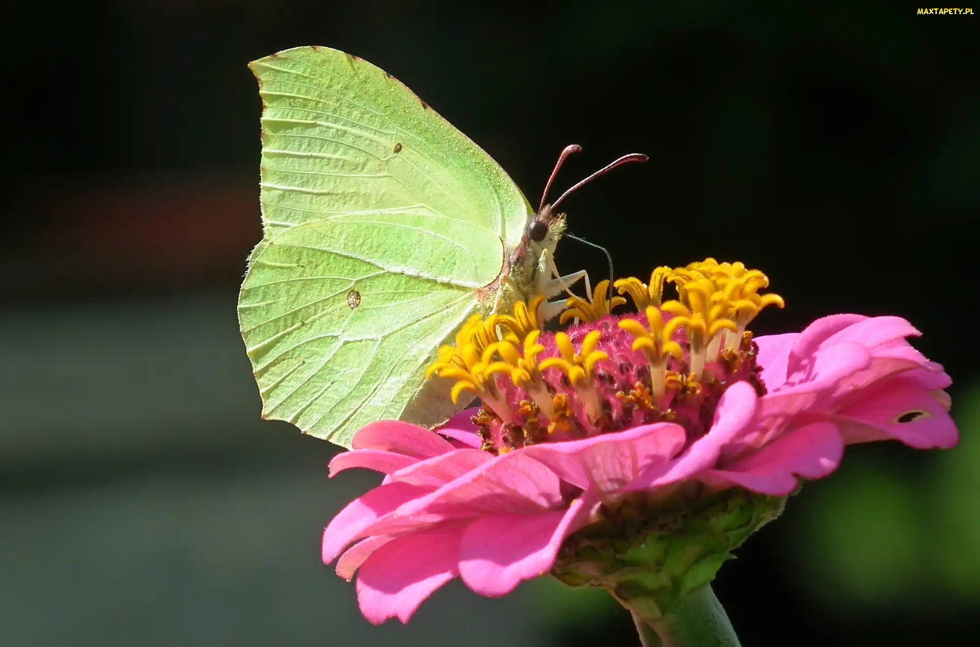 Motyl, Cynia, Kwiat, Cytrynek