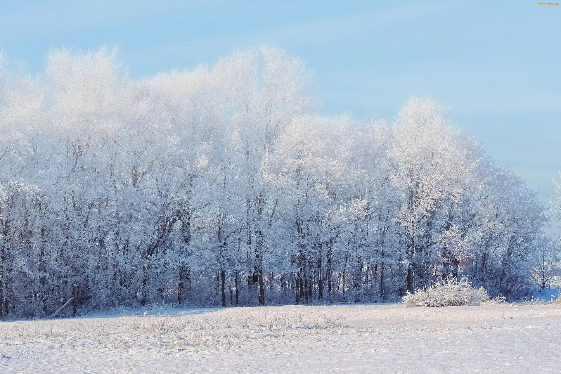 Śnieg, Las, Zima