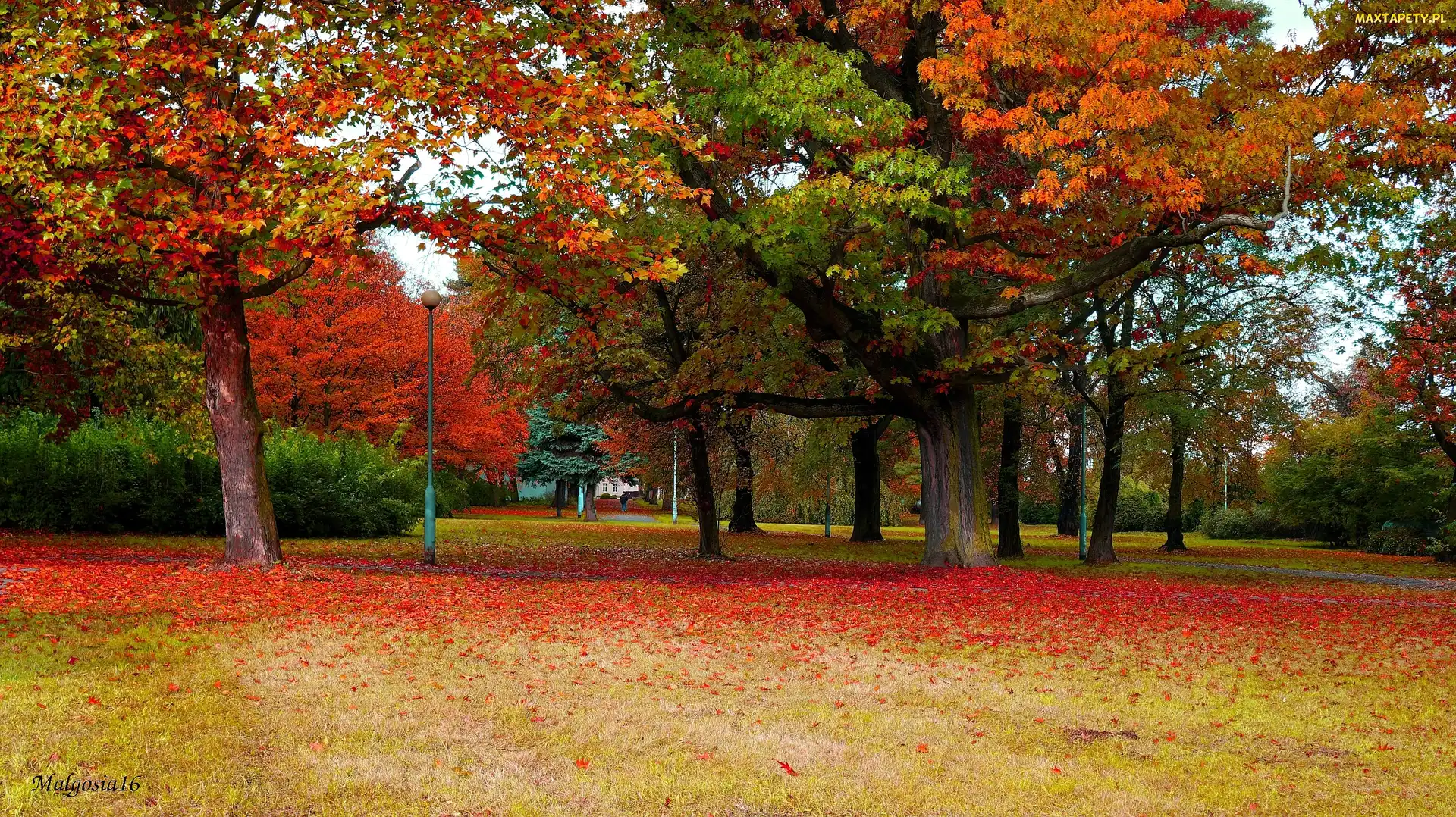 Gdańsk, Jesień, Drzewa, Park Steffensa, Polska