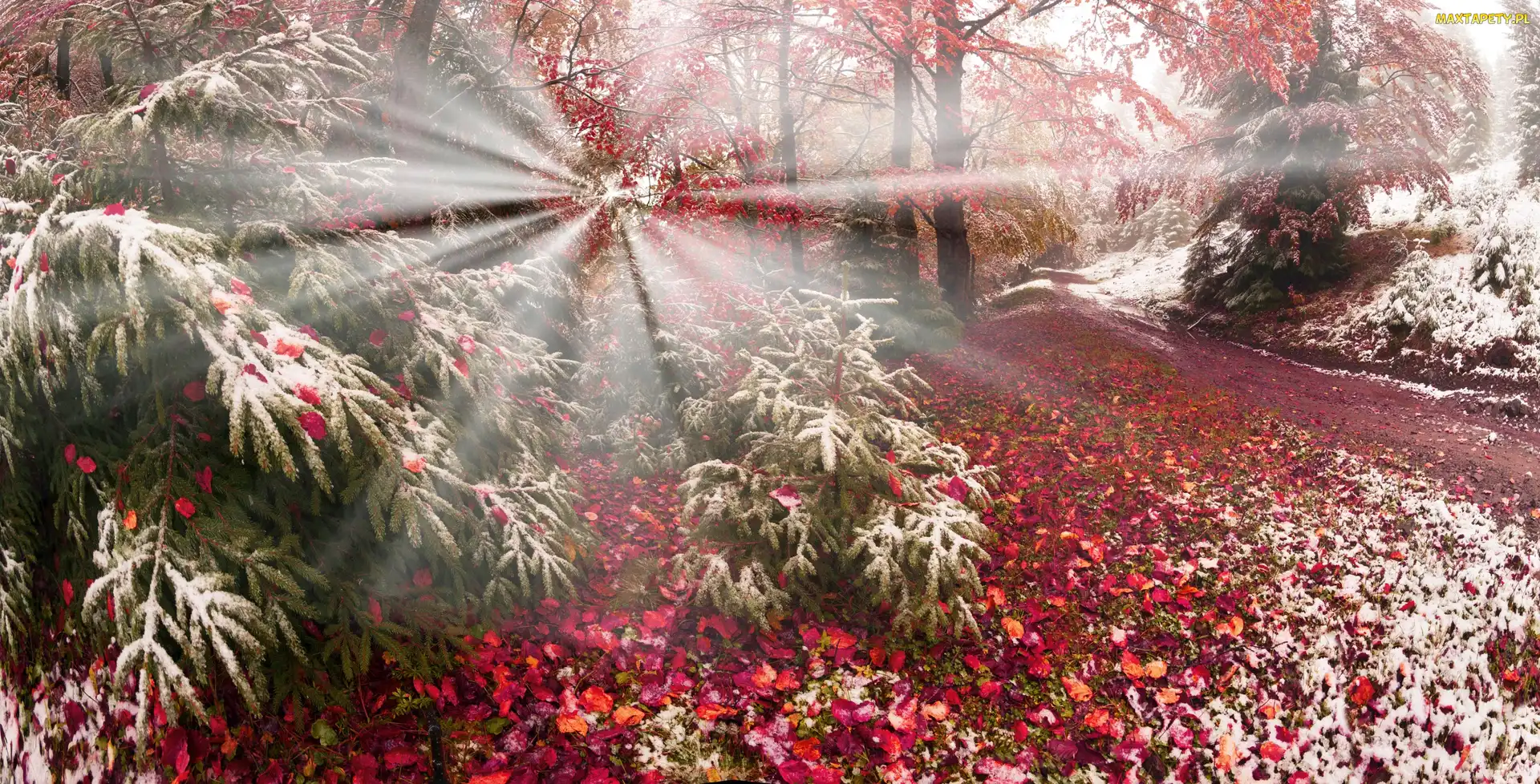 Jesień, Promienie słońca, Las, Drzewa, Śnieg