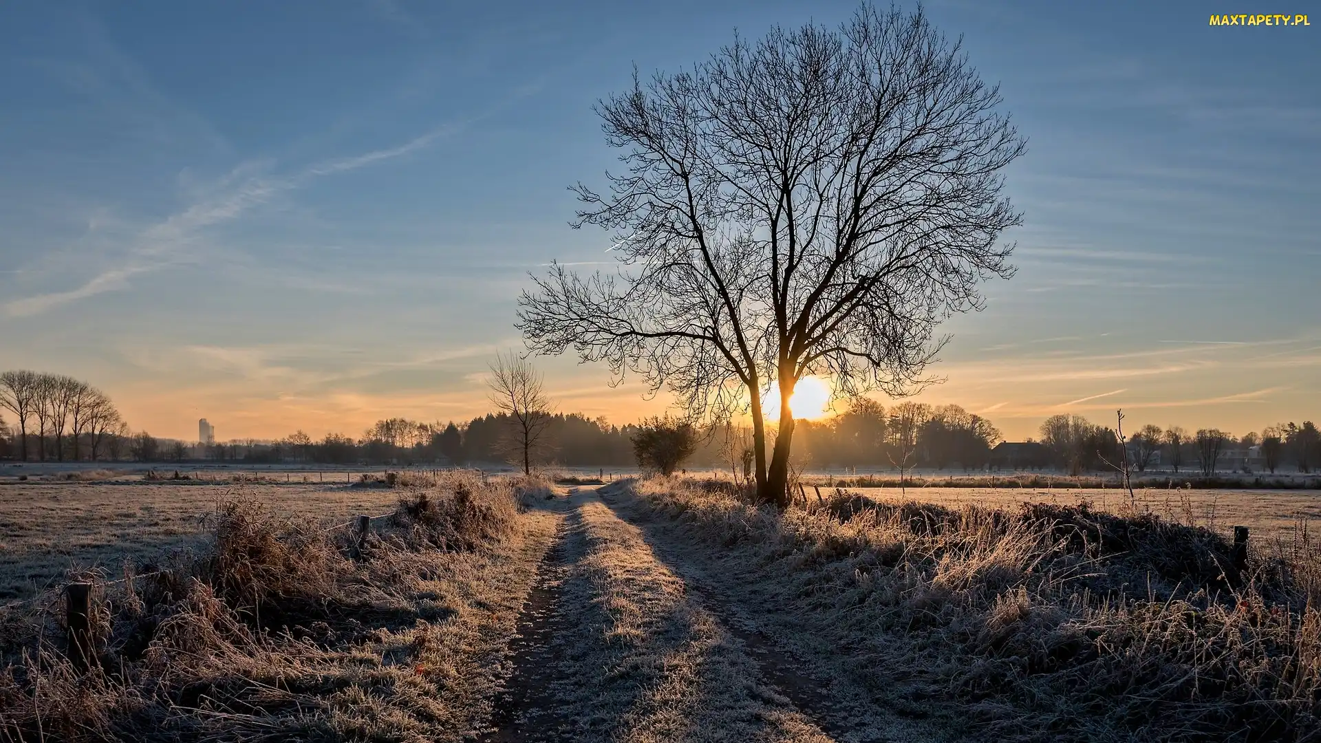 Pole, Wschód słońca, Trawy, Szron, Drzewa