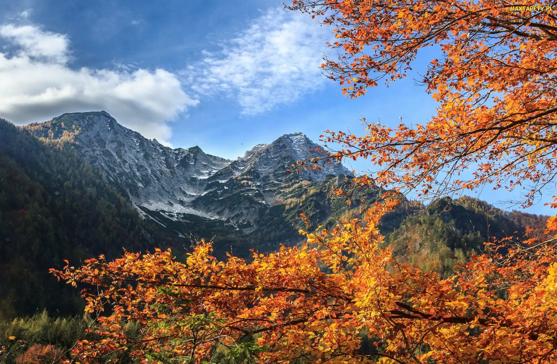 Drzewa, Góry, Jesień