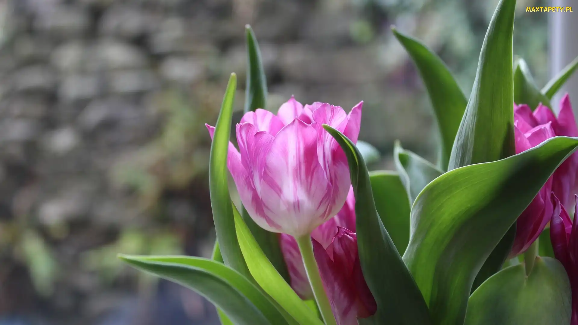 Tulipan, Rozwinięty, Tulipany, Różowy