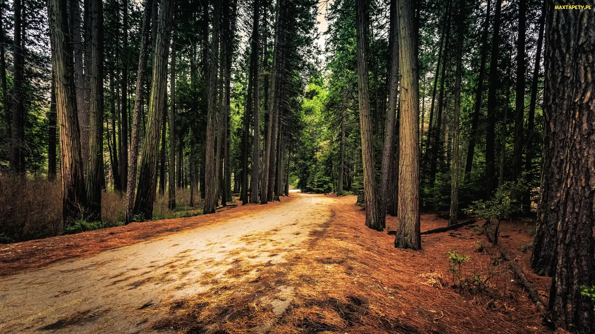 Droga, Drzewa, Stan Kalifornia, Stany Zjednoczone, Park Narodowy Yosemite, Las