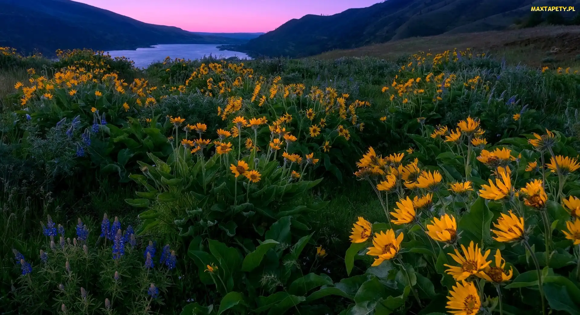 Rzeka, Balsamorhiza, Łubin, Góry, Rezerwat przyrody Columbia River Gorge, Stan Oregon, Wzgórza, Łąka, Stany Zjednoczone, Kwiaty