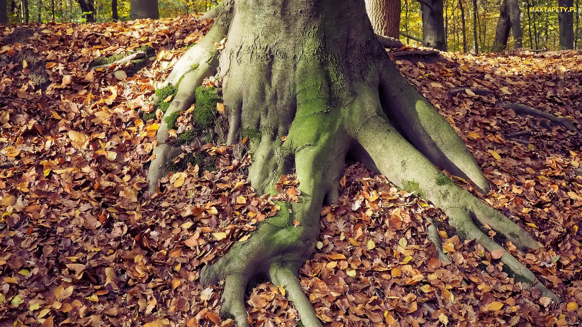 Korzeń, Liście, Drzewo
