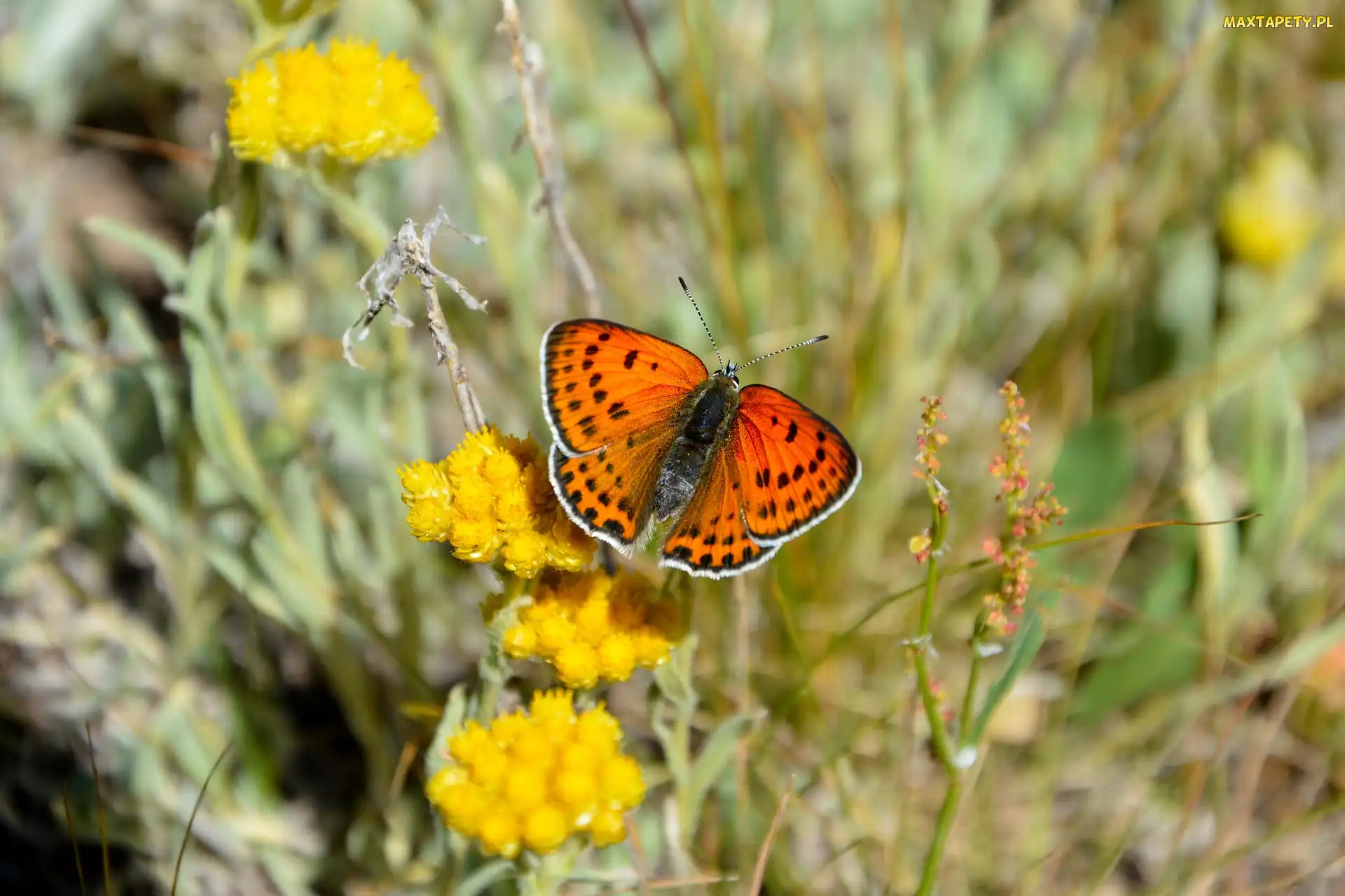 Motyl, Czerwończyk nieparek, Kwiaty