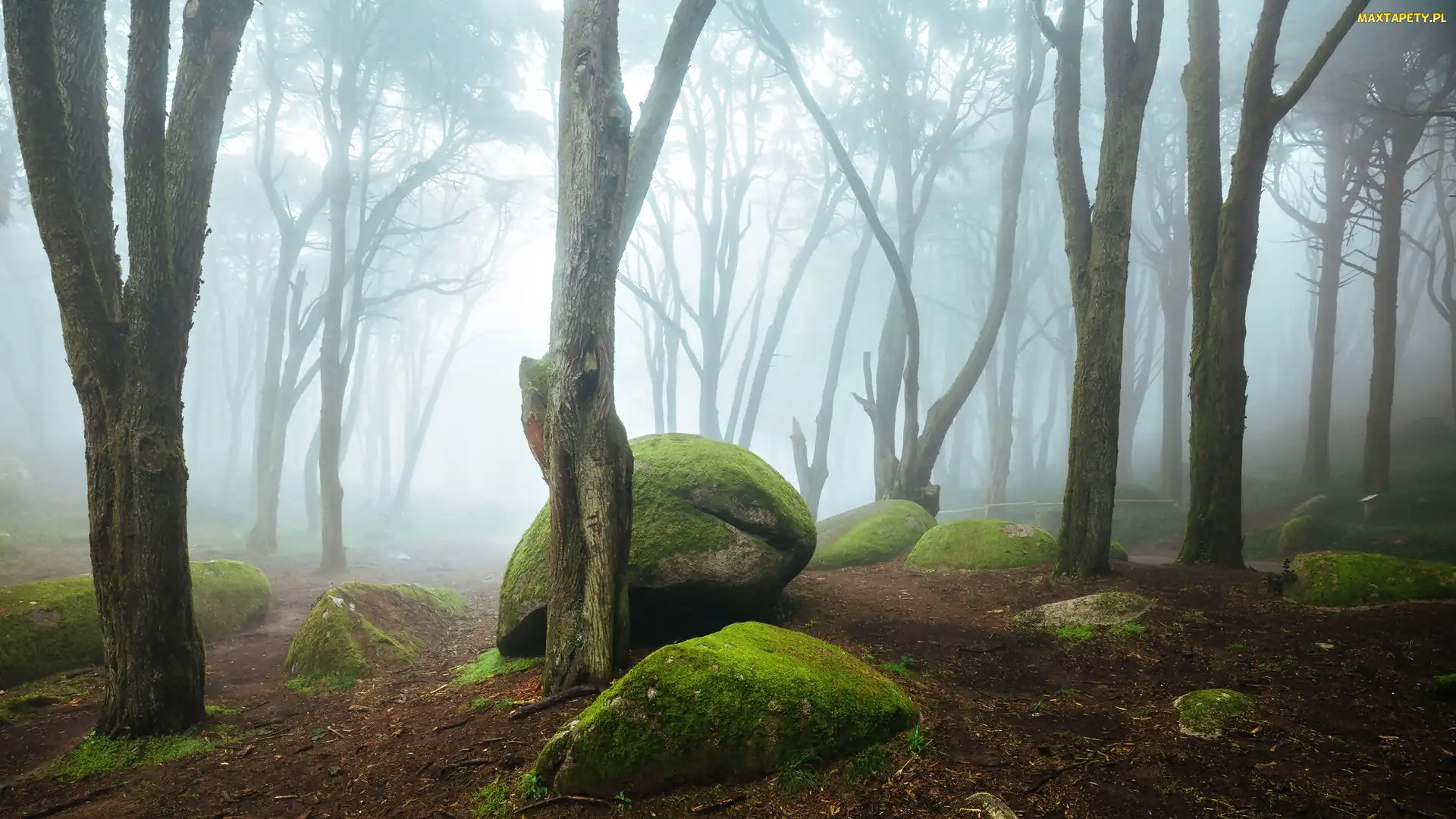 Głazy, Kamienie, Park Narodowy Sintra-Cascais, Mgła, Omszałe, Portugalia, Las