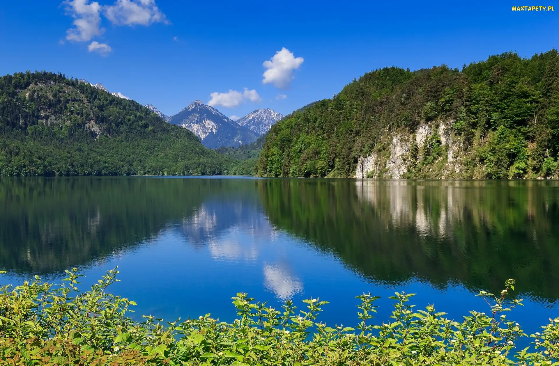 Niemcy, Rośliny Jezioro, Jezioro Alpsee, Góry Alpy Bawarskie, Bawaria