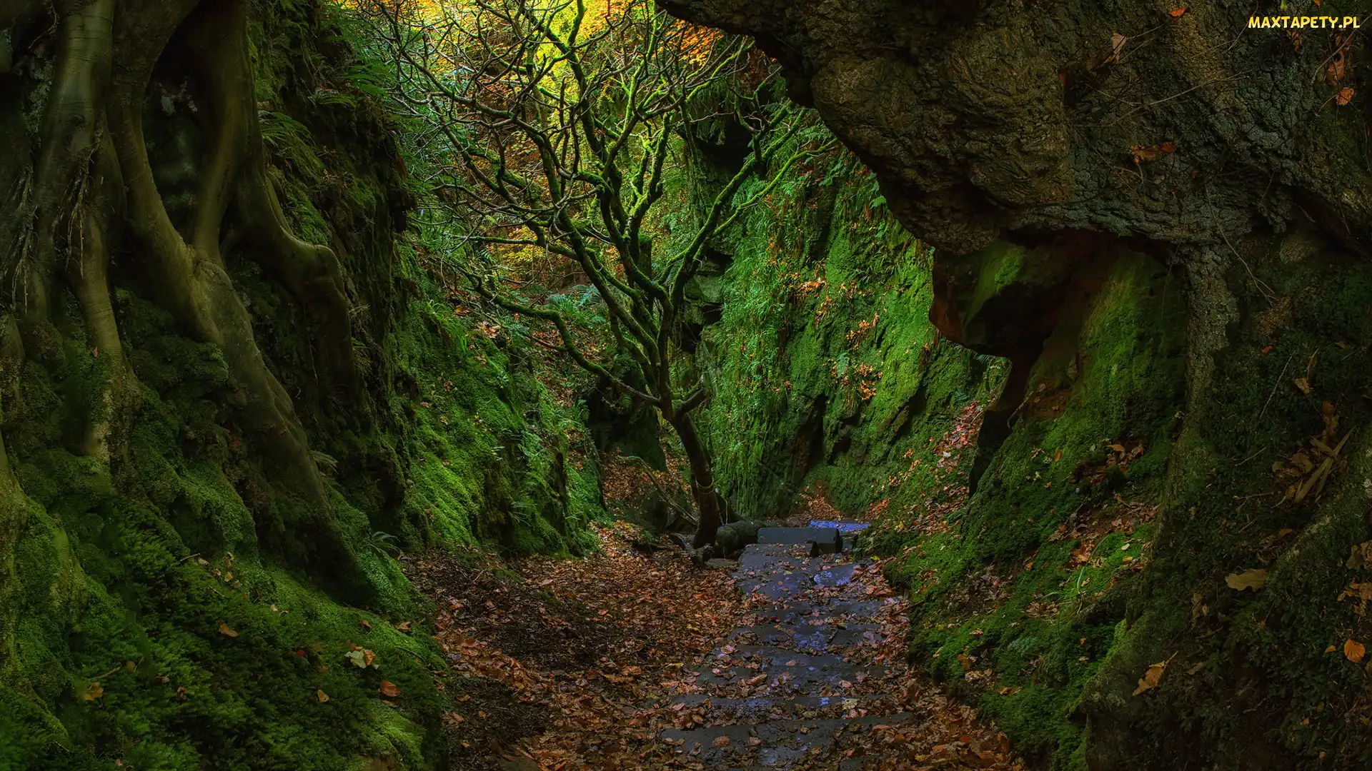 Drzewa, Skały, Hrabstwo Stirlingshire, Mech, Diabelskie schody - The Devils Staircase, Szkocja, Wąwóz Finnich Glen