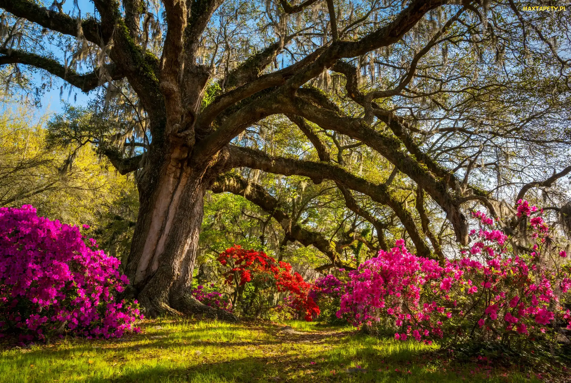 Stany Zjednoczone, Drzewo, Angel Oak - Dąb Anielski, Rododendrony, Dąb wirginijski, Angel Oak Park, Stan Karolina Południowa, Hrabstwo Charleston, Wyspa Johns Island