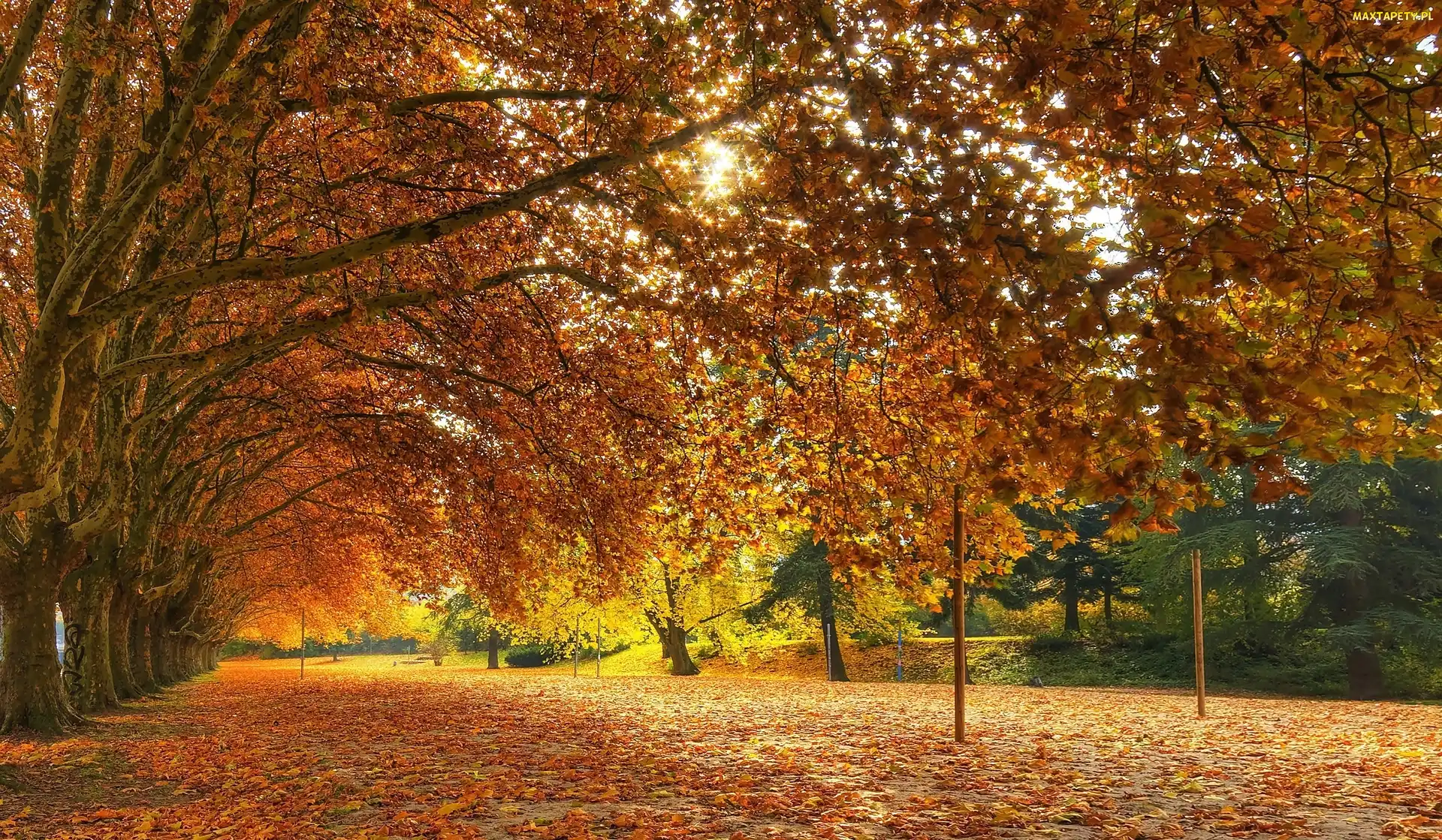 Drzewa, Liście, Park, Jesień