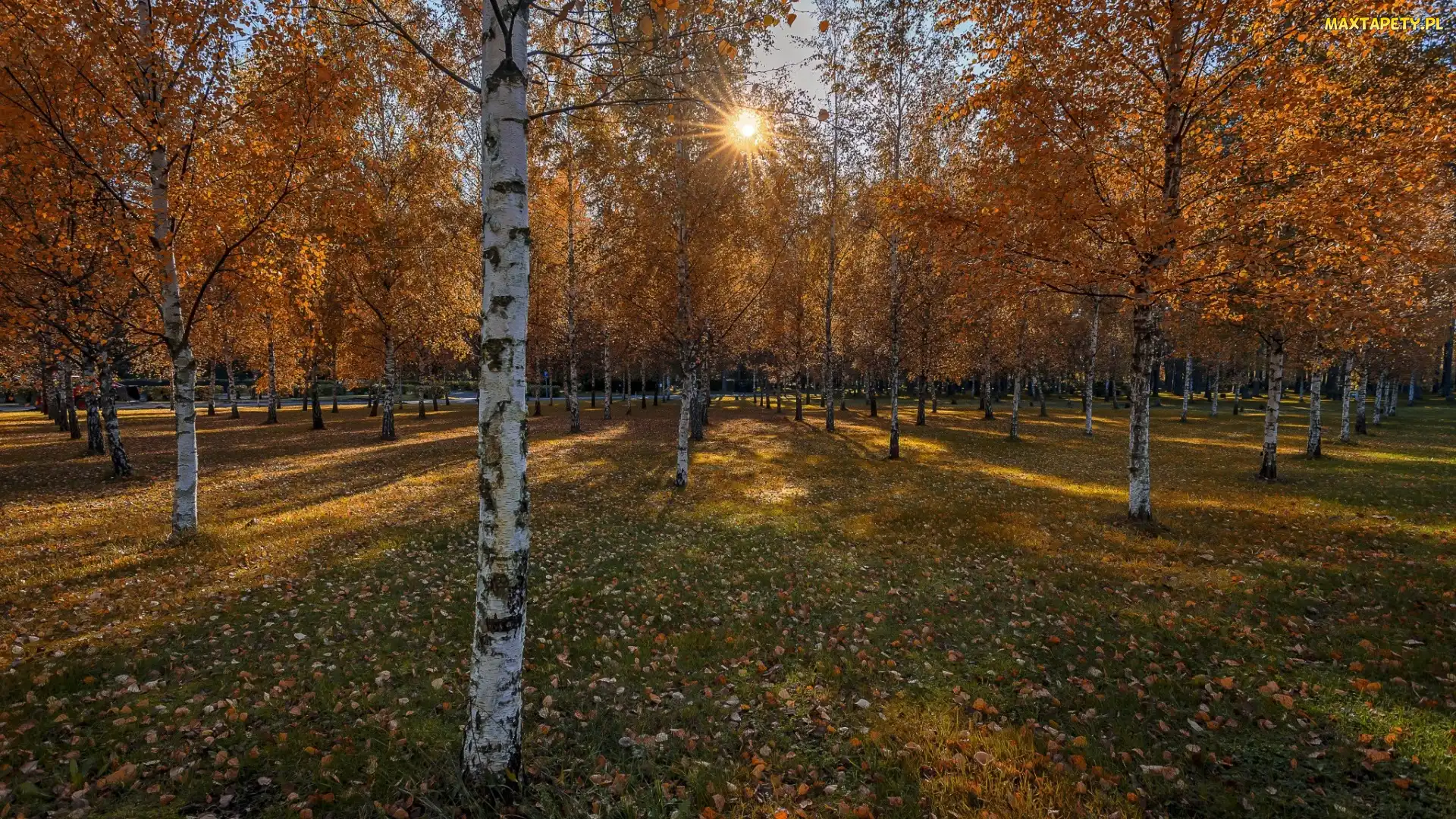 Drzewa, Promienie słońca, Brzozy, Park, Jesień