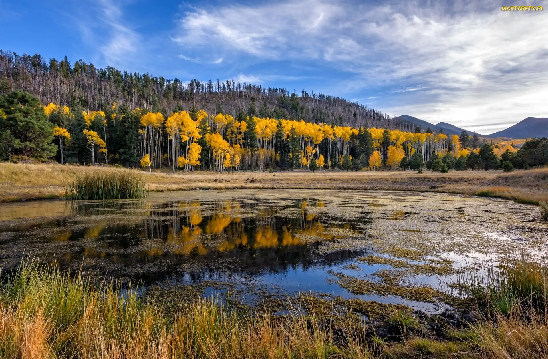 Stany Zjednoczone, Rozlewisko, Jesień, Trawy, Drzewa, Kemping Lockett Meadow, Stan Arizona, Hrabstwo Coconino, Wzgórza San Francisco Peaks