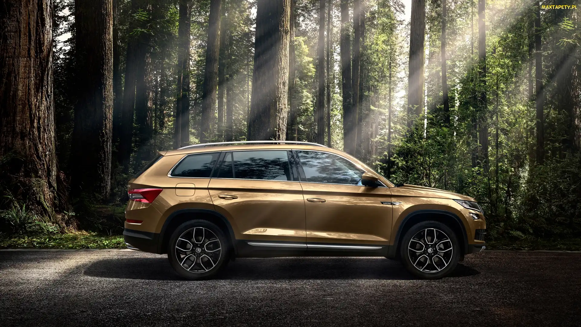 Skoda Kodiaq, Promienie słońca, Las, Drzewa, 2016