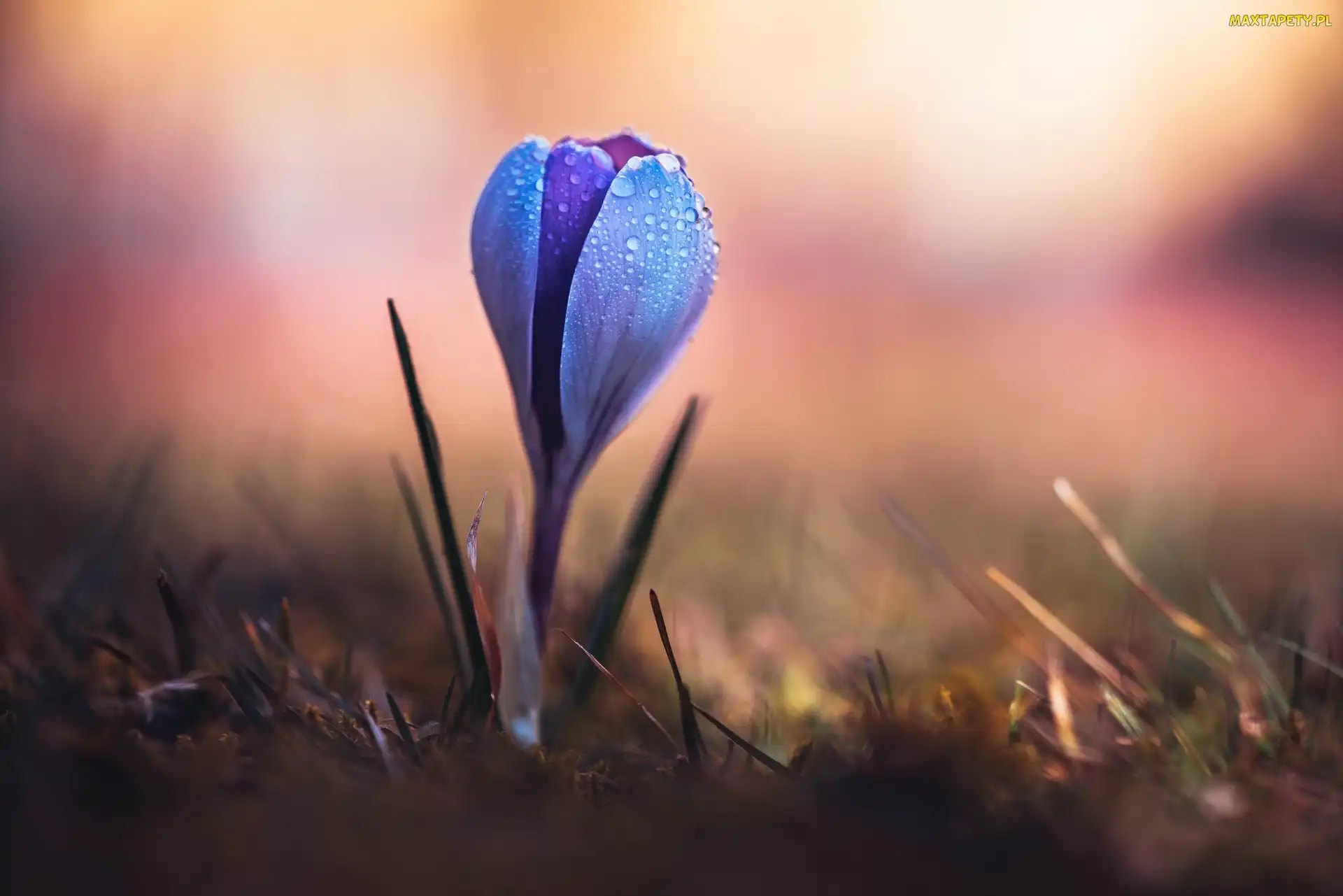 Krokus, Rozmyte tło, Krople