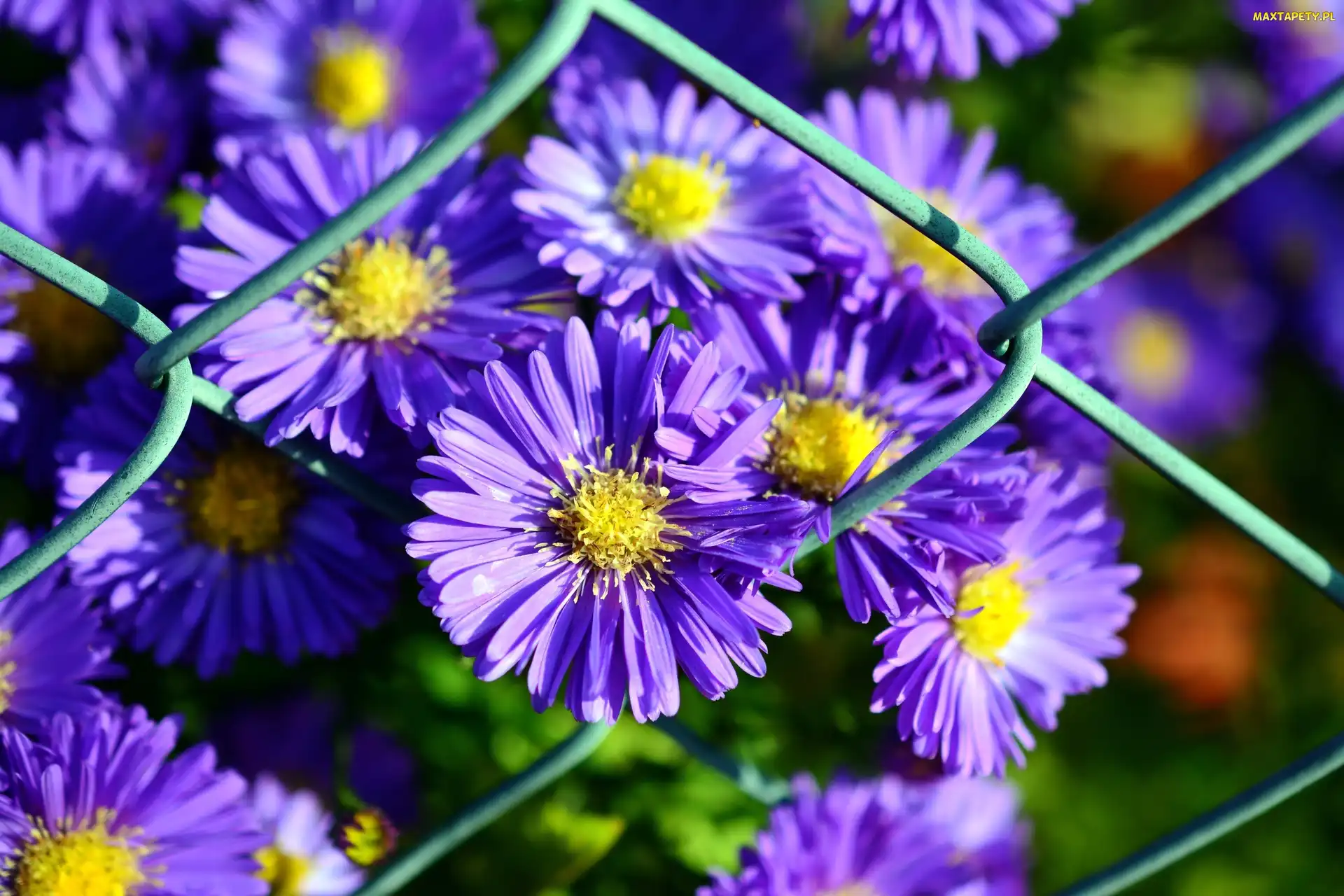 Aster Marcinek, Ogrodzenie, Fioletowe