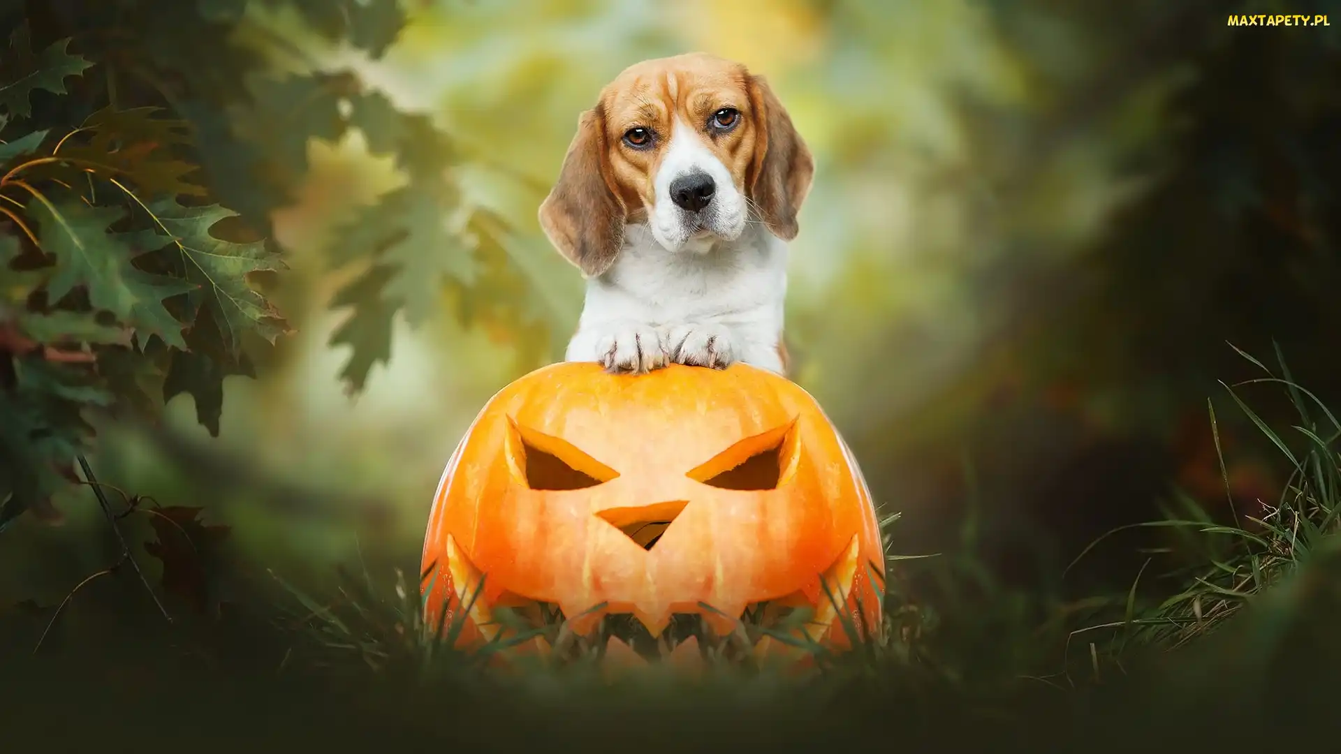 Halloween, Dynia, Pies, Beagle