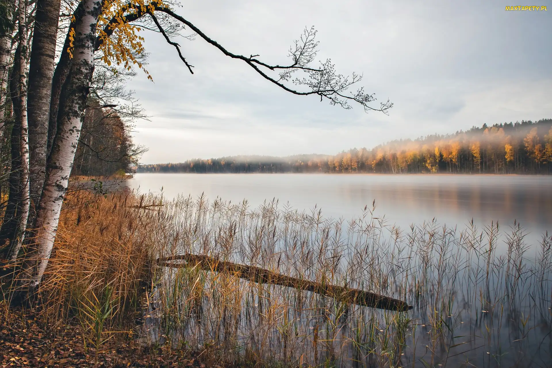 Jezioro, Drzewa, Jesień, Poranek, Mgła, Brzozy