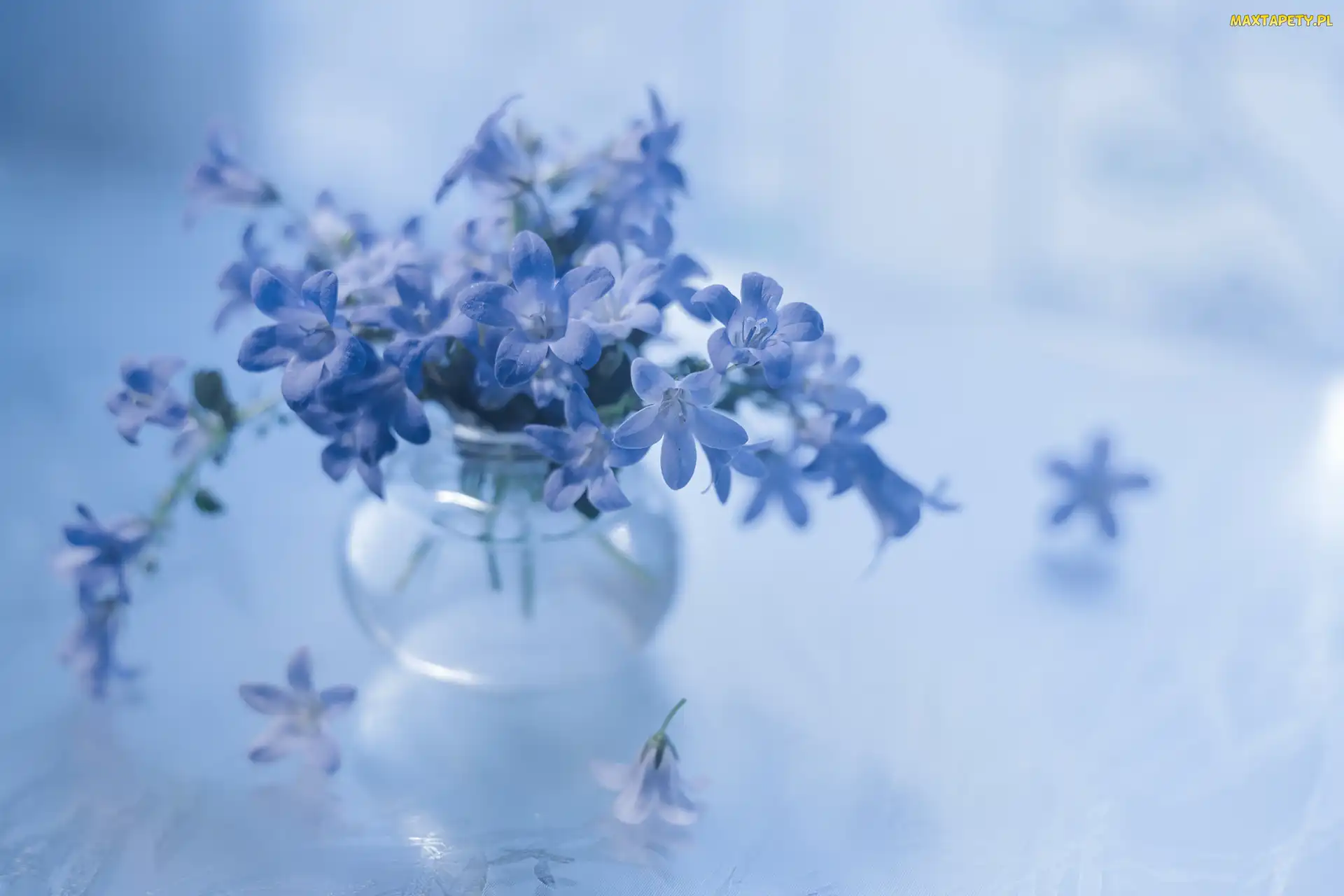 Kwiaty, Niebieskie, Campanula, Dzwonki dalmatyńskie