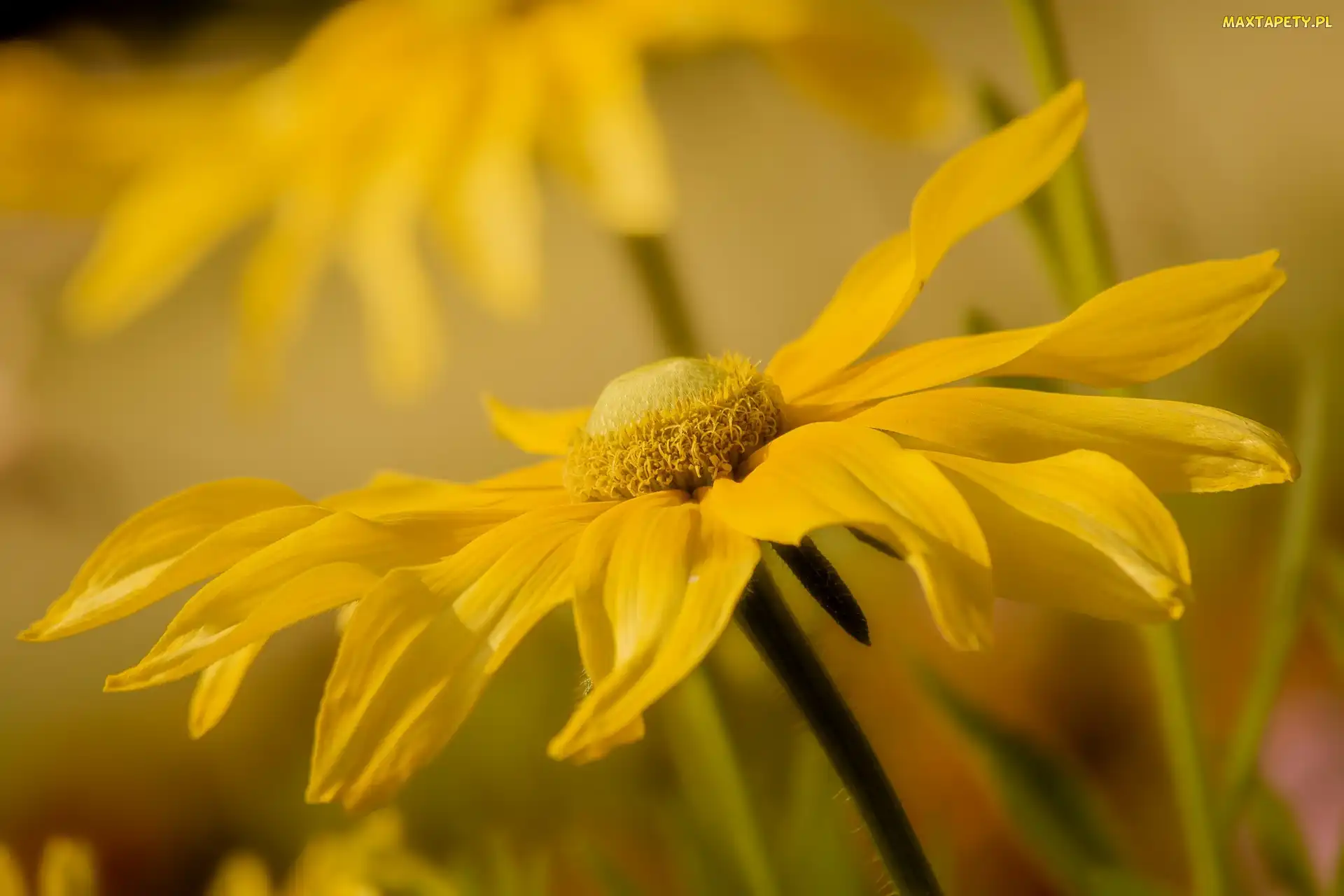 Zbliżenie, Rudbekia, Żółty, Kwiat