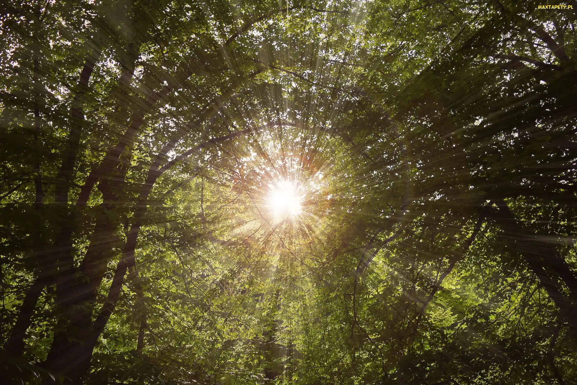 Promienie słońca, Światło, Las, Drzewa