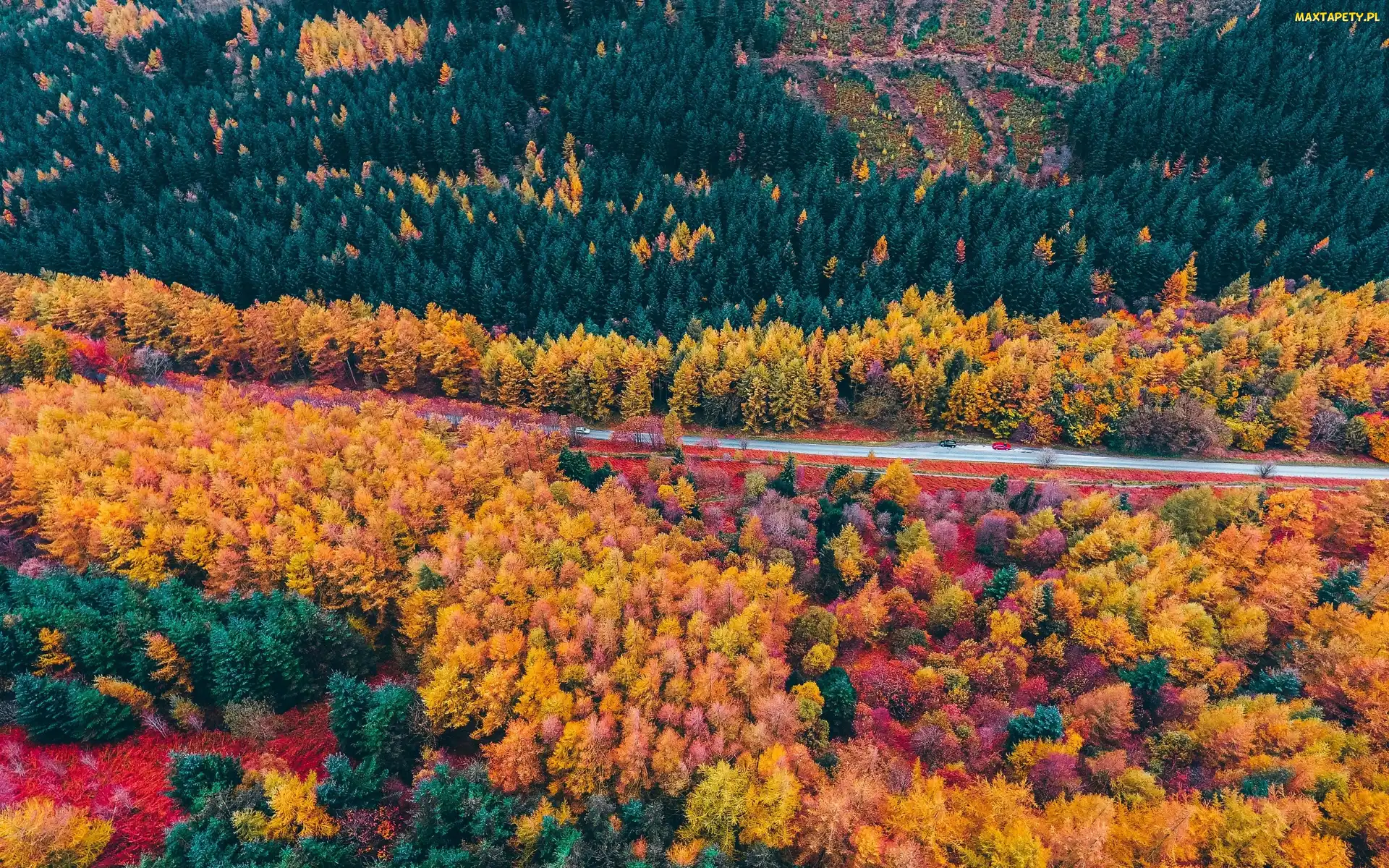 Droga, Z lotu ptaka, Jesień, Drzewa, Las