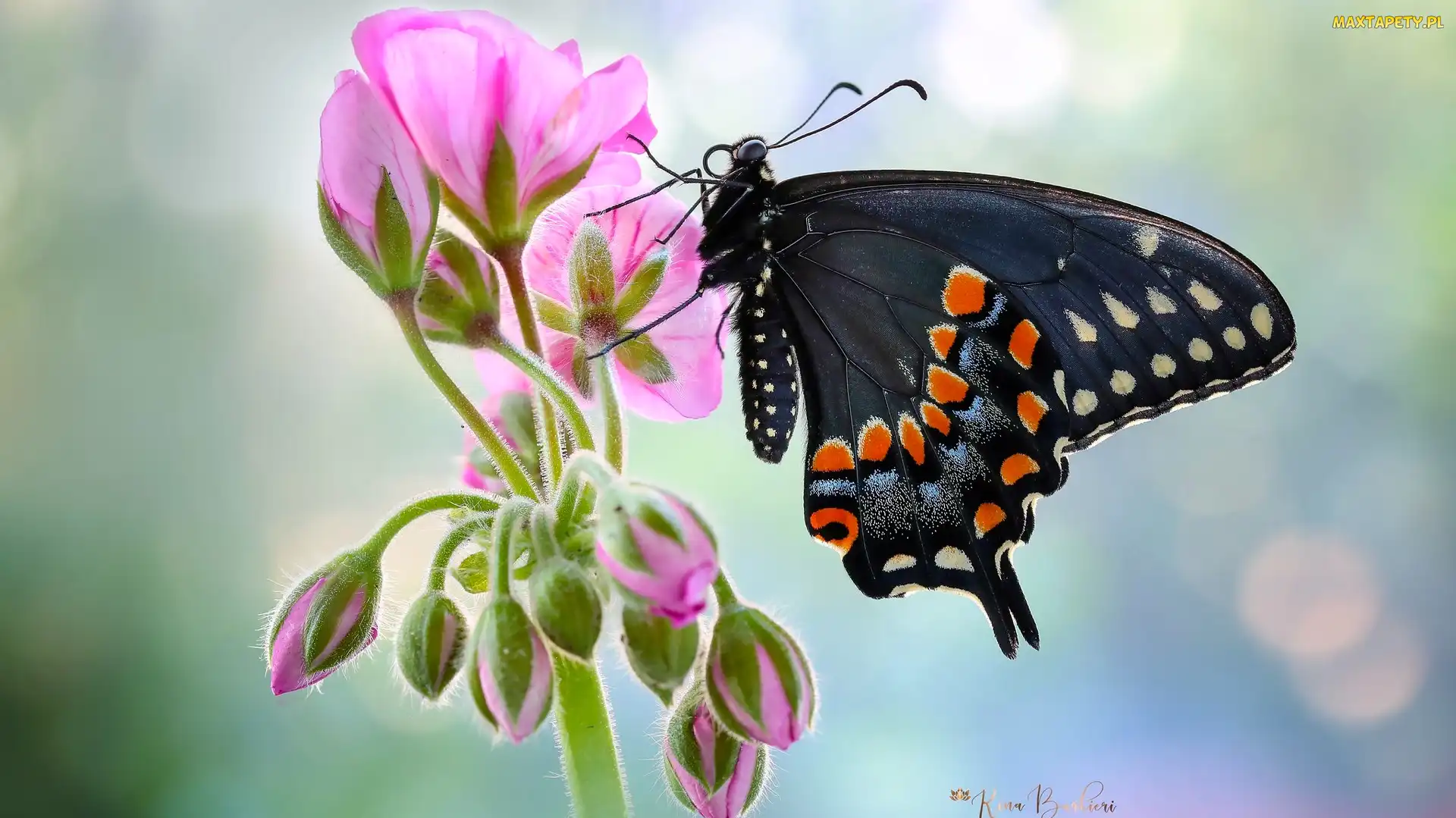 Czarny, Motyl, Makro, Kwiat, Pelargonia, Rozmycie, Paź królowej