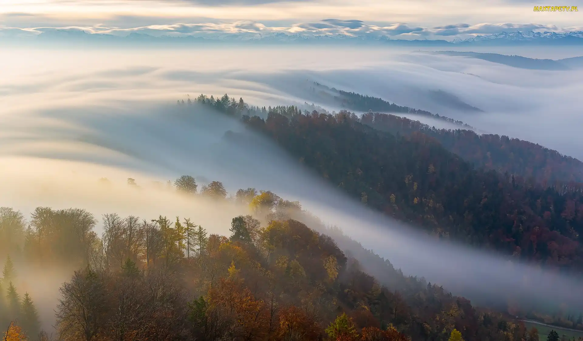 Mgła, Szczyt, Chmury, Jesień, Zurich, Góry, Szwajcaria, Uetliberg