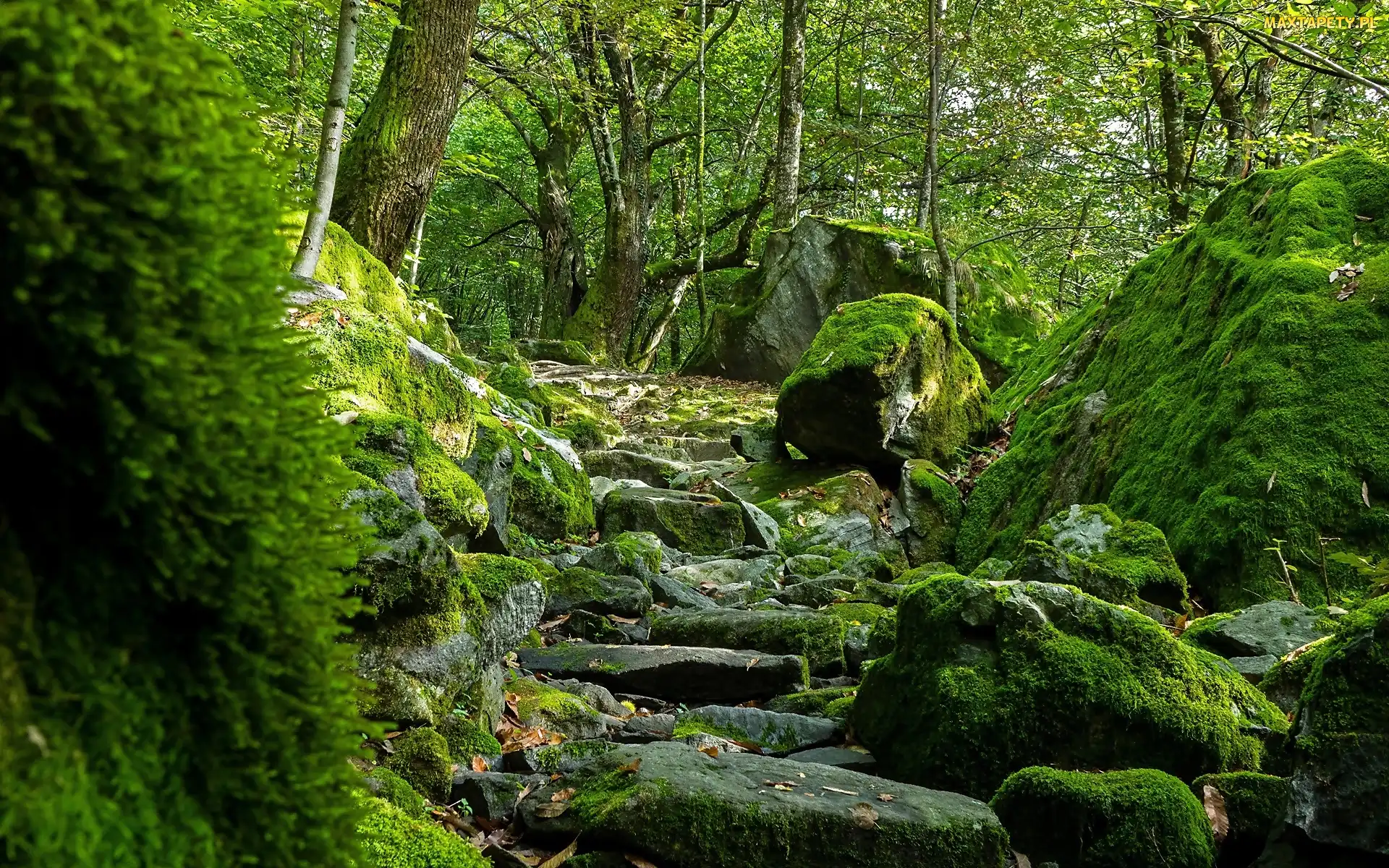 Kamienna, Kamienie, Drzewa, Ścieżka, Głazy, Las, Omszałe