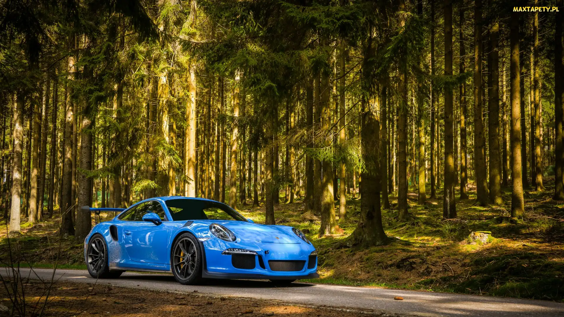 Porsche 911 GT3, Las, Niebieskie