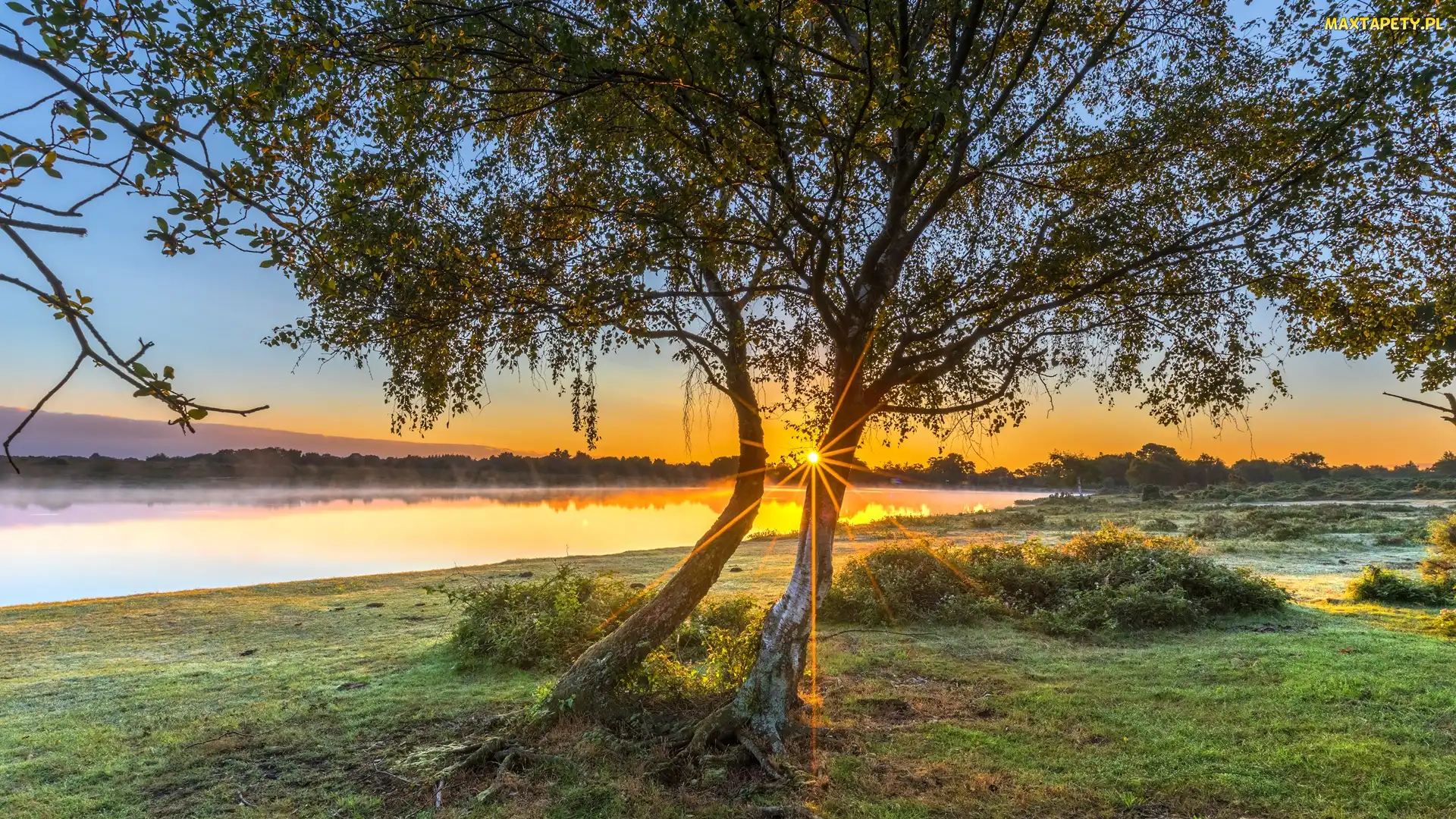 Jezioro, Promienie słońca, Mgła, Drzewa