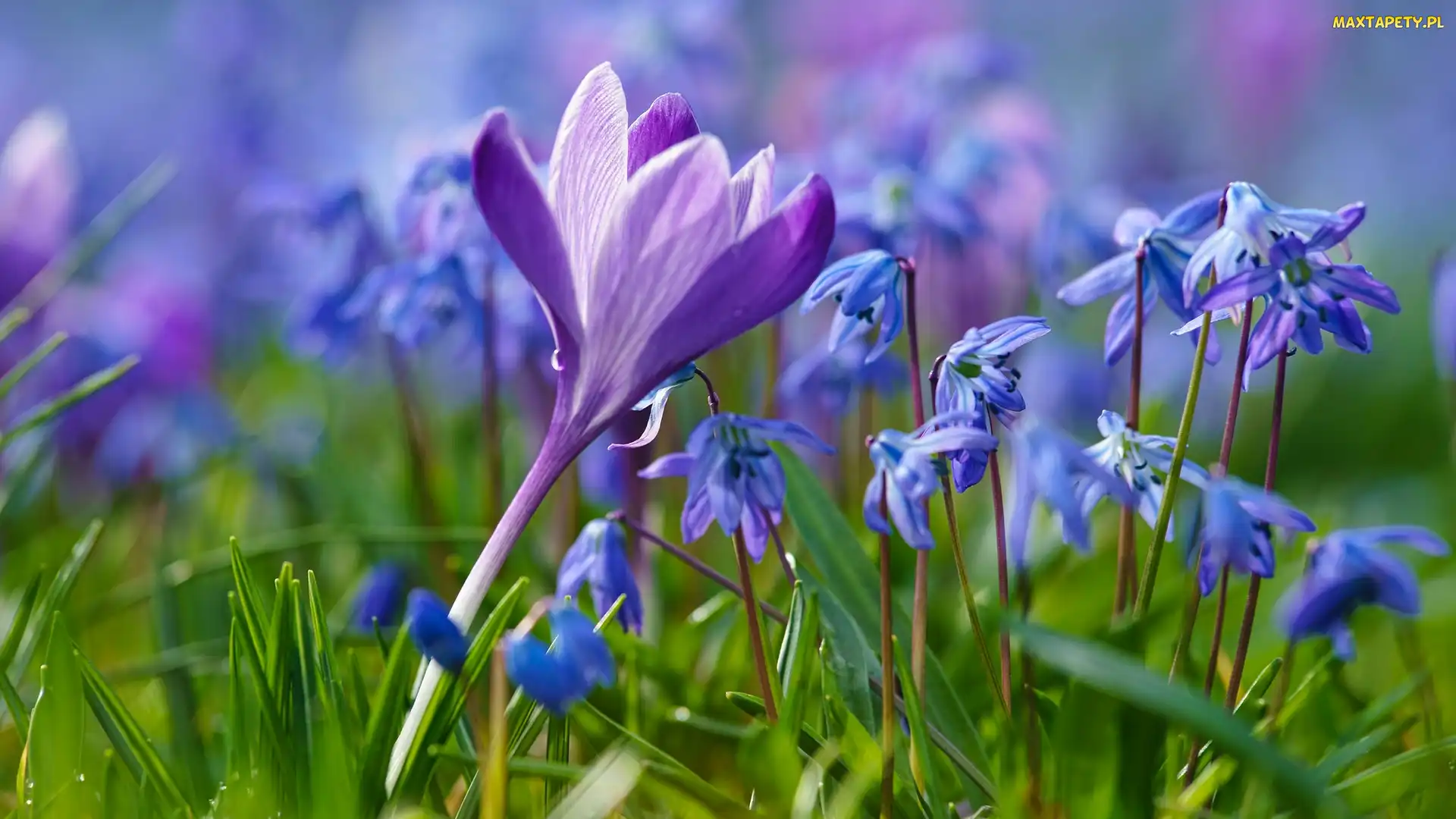 Krokus, Rozmycie, Trawa, Cebulice syberyjskie, Kwiaty