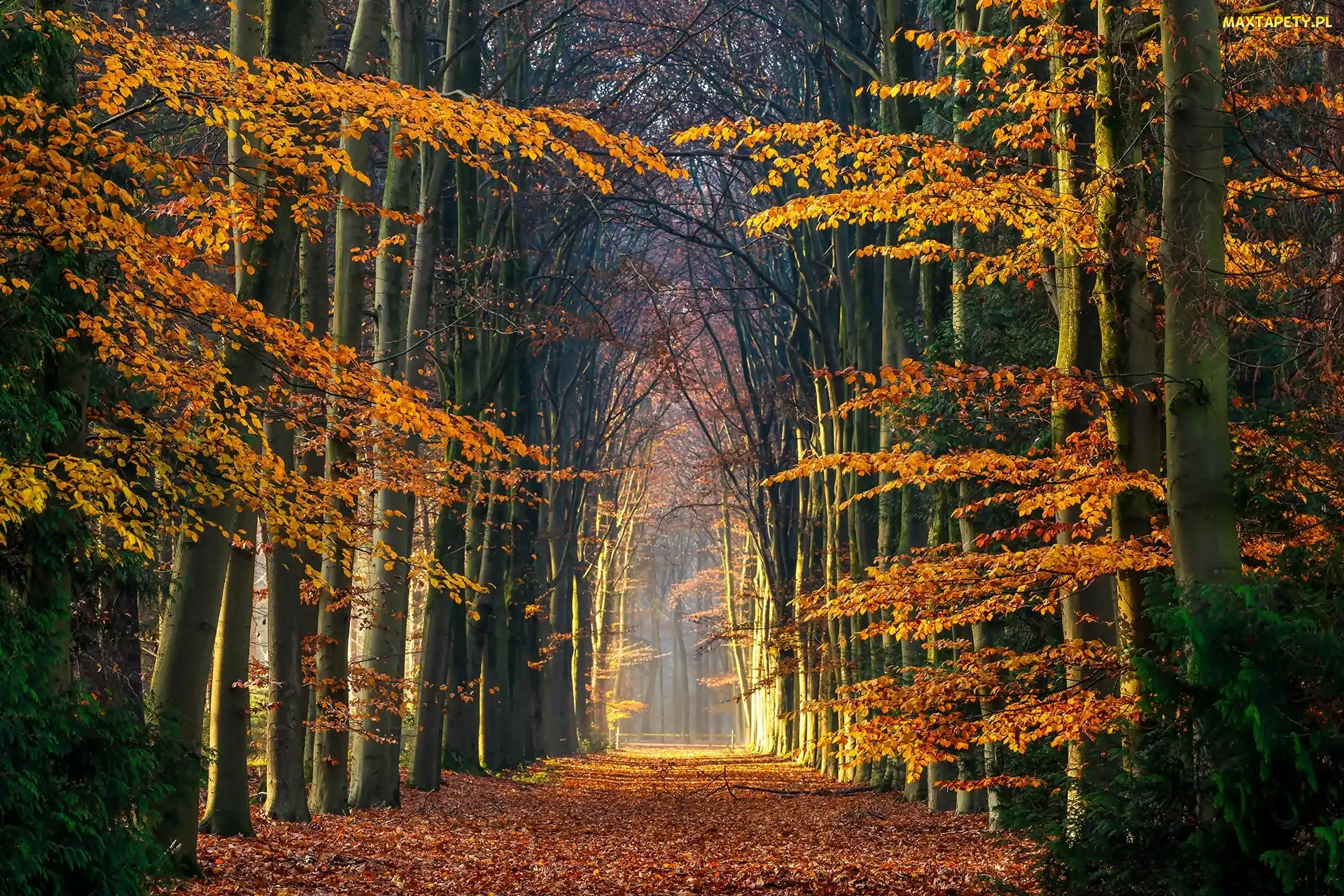 Jesień, Liście, Aleja, Park, Drzewa, Opadłe