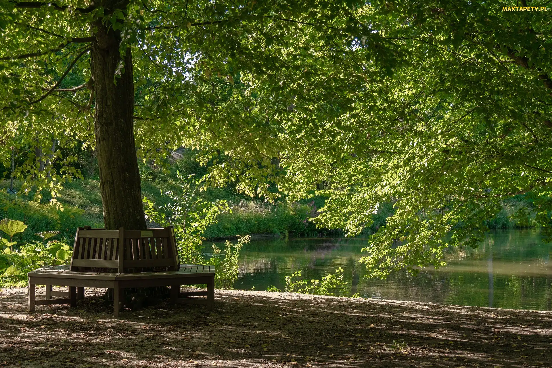 Ławki, Staw, Park, Drzewa