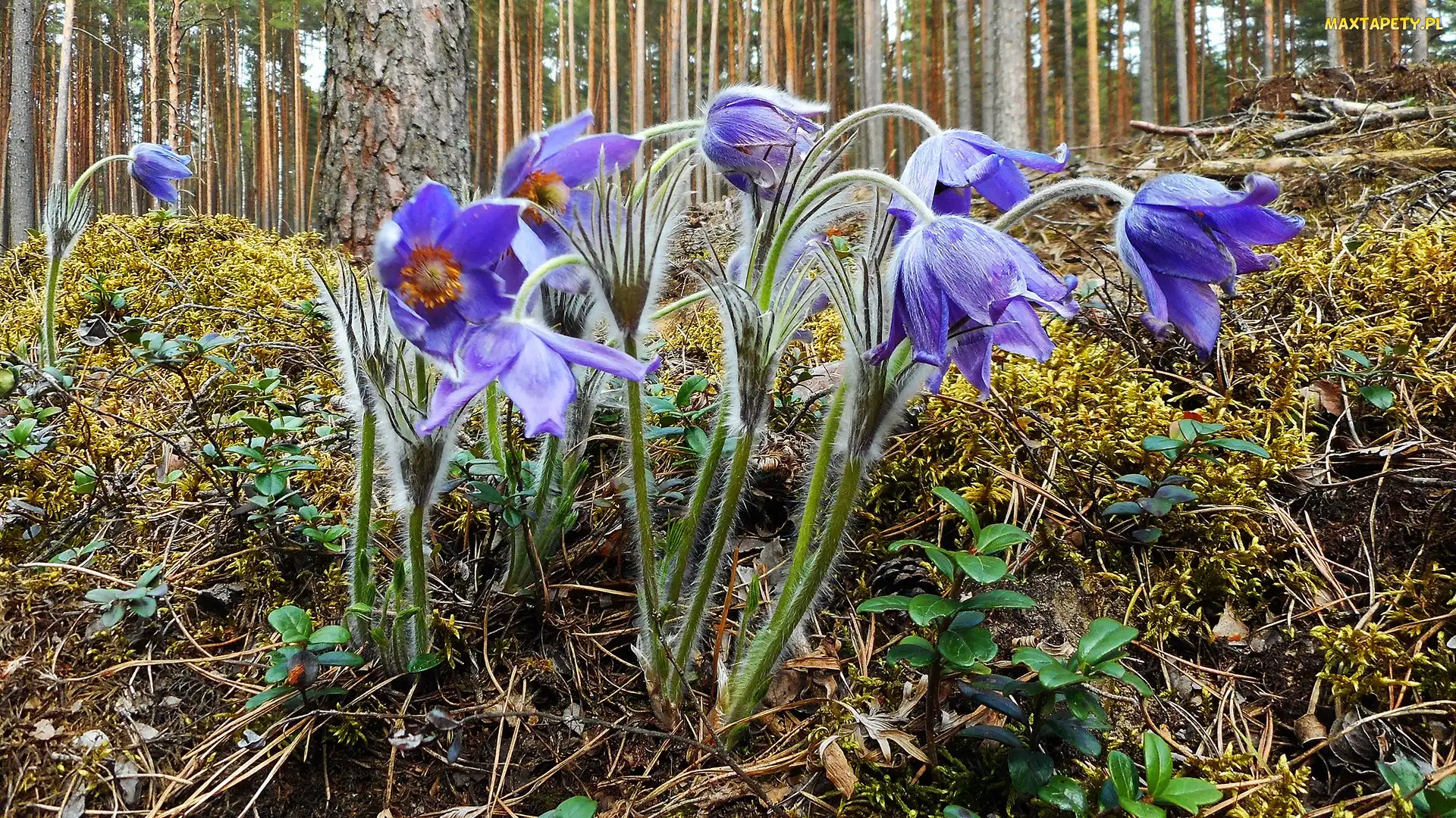 Kwiaty, Runo leśne, Las, Sasanki