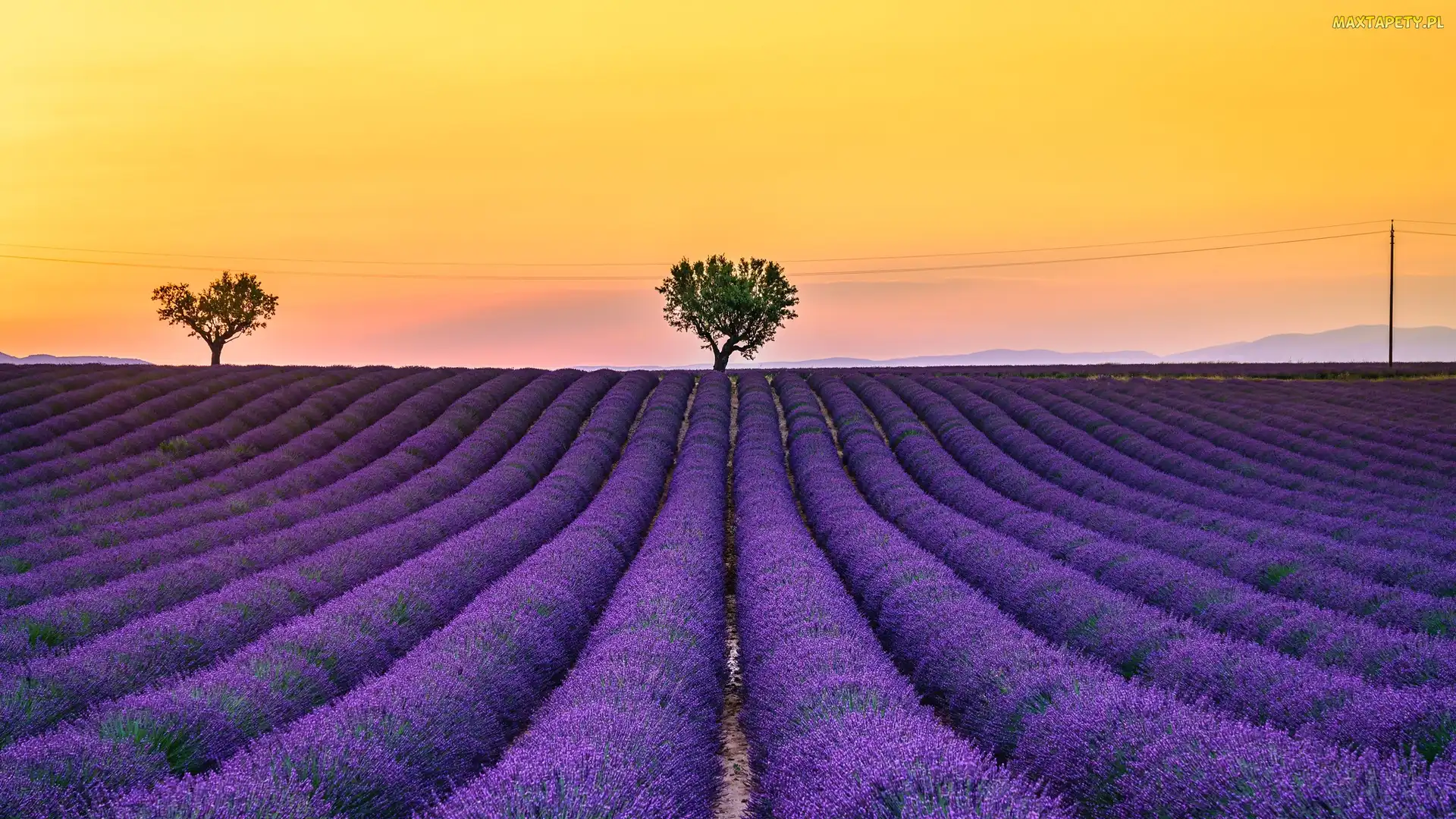 Francja, Prowansja, Lawenda, Pole, Drzewa, Valensole