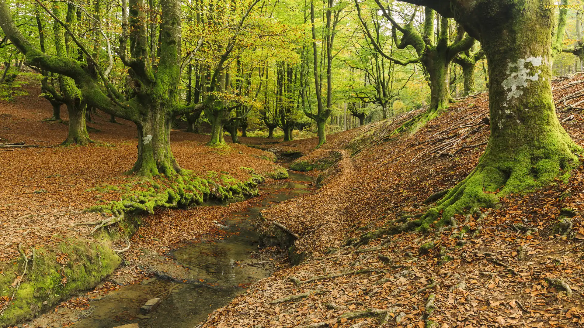 Kraj Basków, Potok, Otzarreta Beech, Park Narodowy Gorbea, Drzewa, Hiszpania, Las państwowy