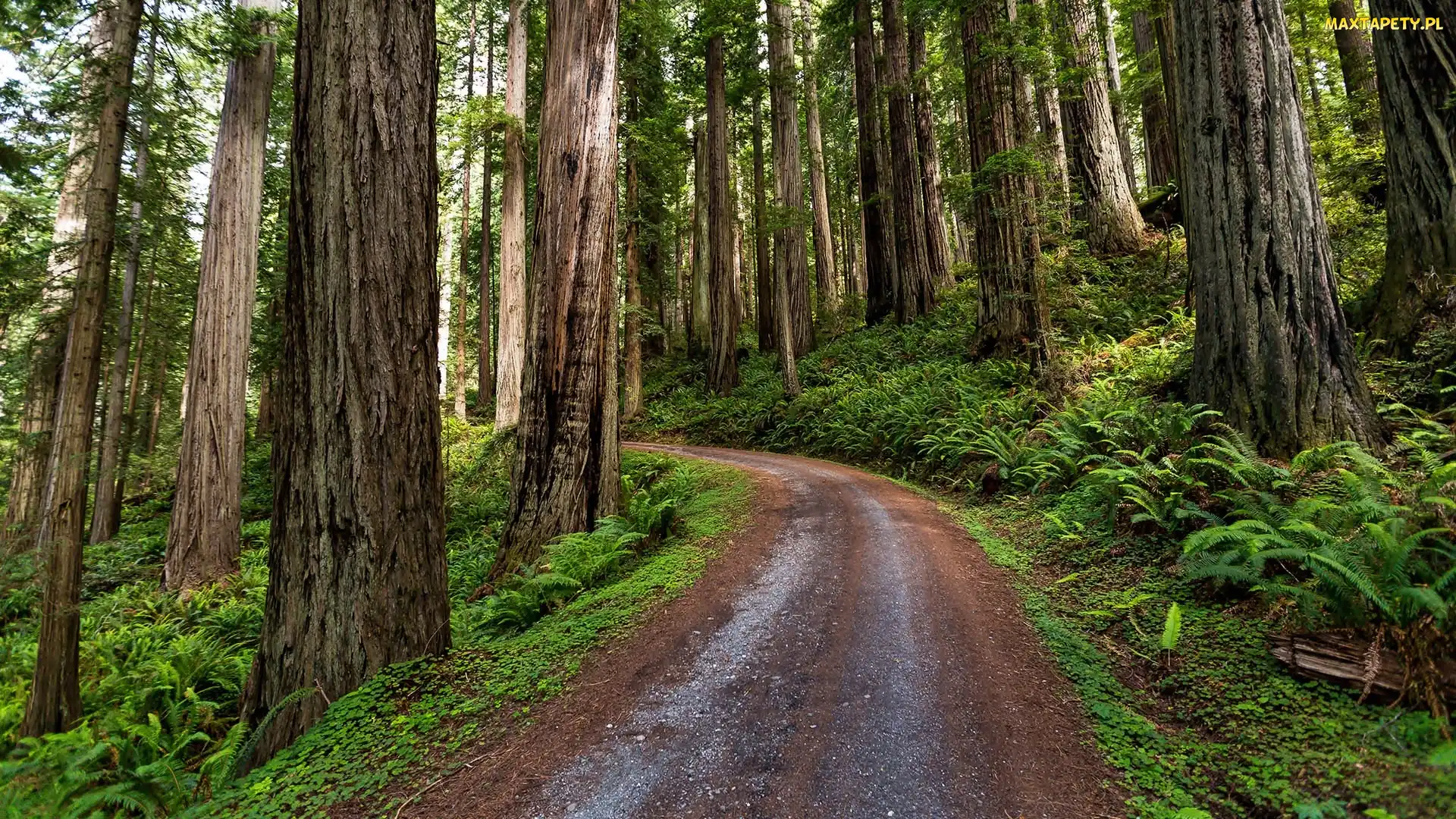Sekwoje, Droga, Kalifornia, Paprocie, Las, Stany Zjednoczone, Park Narodowy Redwood