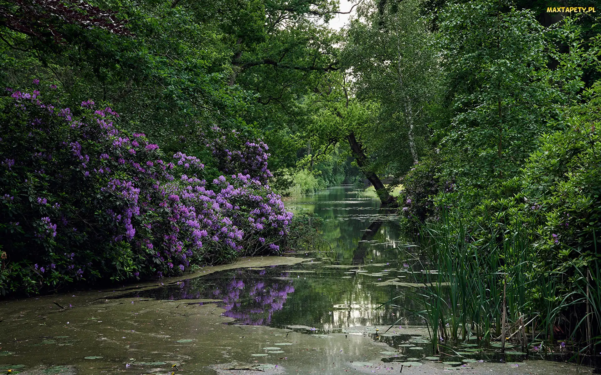 Drzewa, Staw, Różanecznik, Krzewy, Park