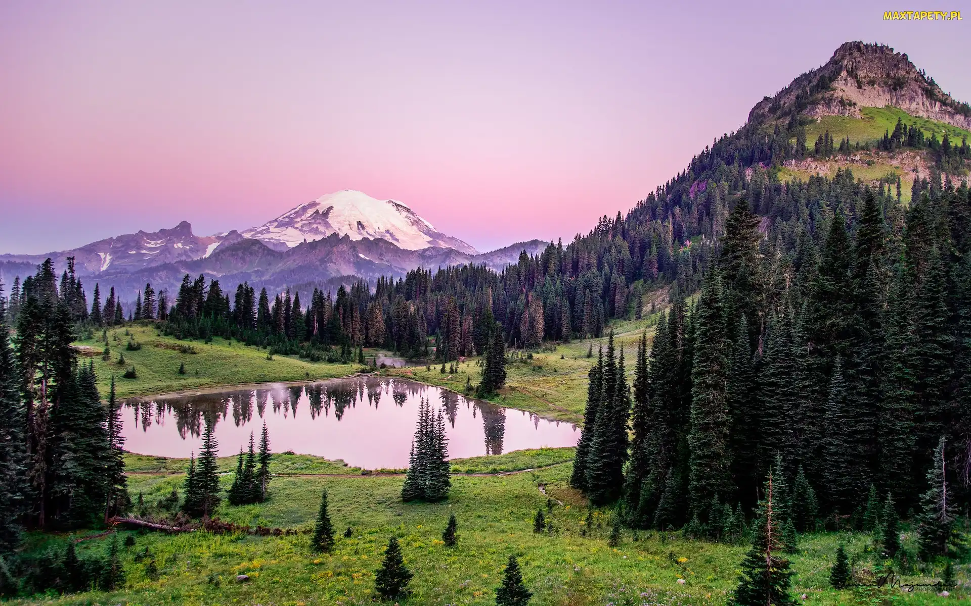 Góry, Drzewa, Staw, Świerki, Park Narodowy Mount Rainier, Stan Waszyngton, Stratowulkan Mount Rainier, Łąka, Stany Zjednoczone, Trawa