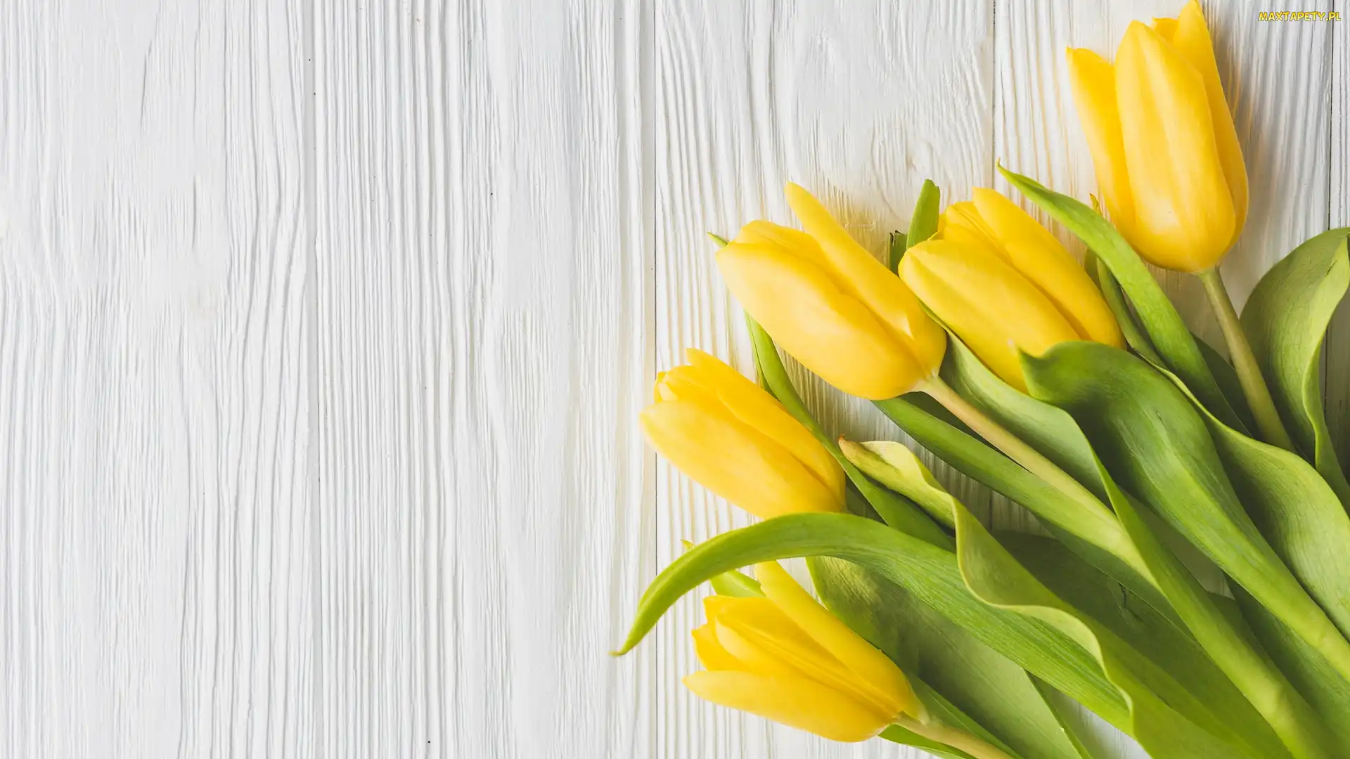 Tulipany, Deski, Żółte