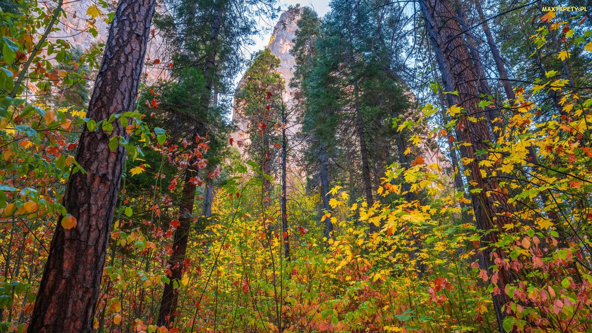 Park Narodowy Yosemite, Jesień, Stany Zjednoczone, Drzewa, Las, Stan Kalifornia, Góry