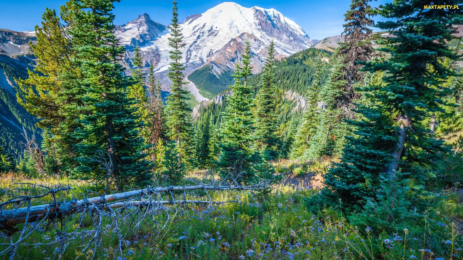Stan Waszyngton, Kwiaty, Drzewa, Stany Zjednoczone, Park Narodowy Mount Rainier, Góry, Świerki
