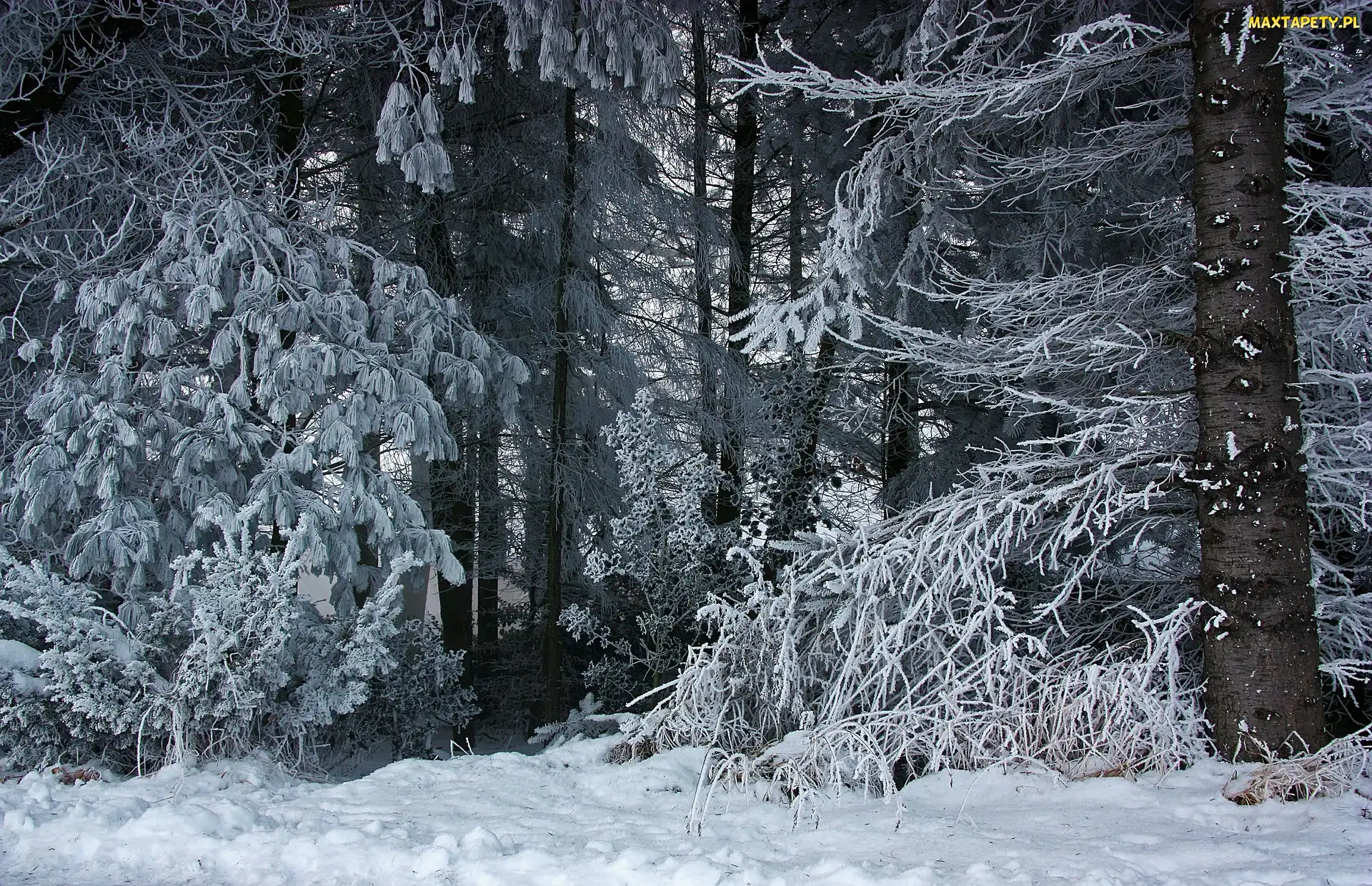 Las, Szron, Drzewa, Śnieg, Zima